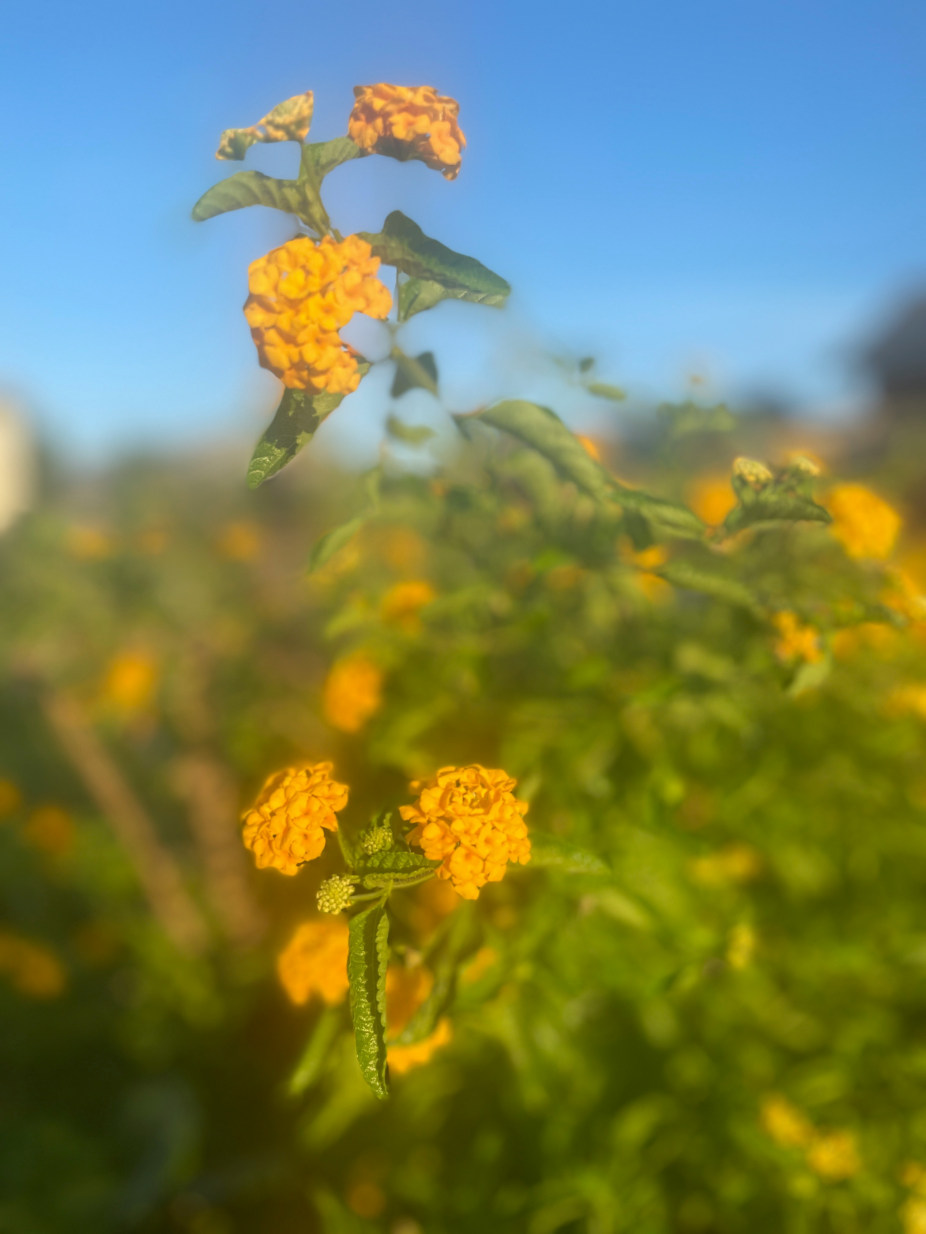 黄色花朵与虚化的花园背景