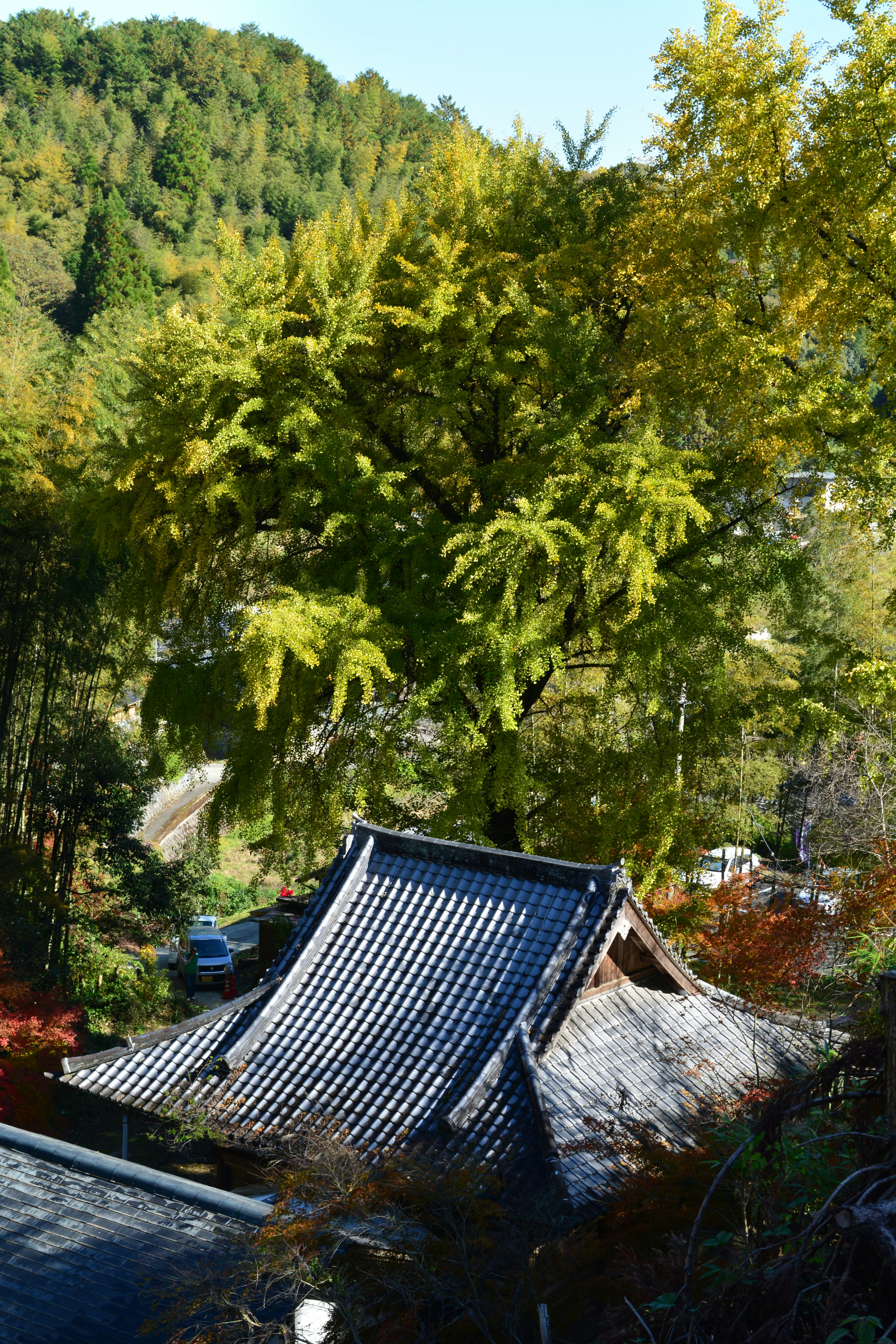 深秋山坡上的传统瓦屋与枫叶