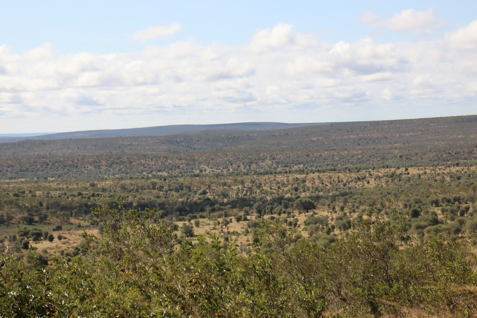 Vast grassland and sky landscape with green plants and gentle clouds