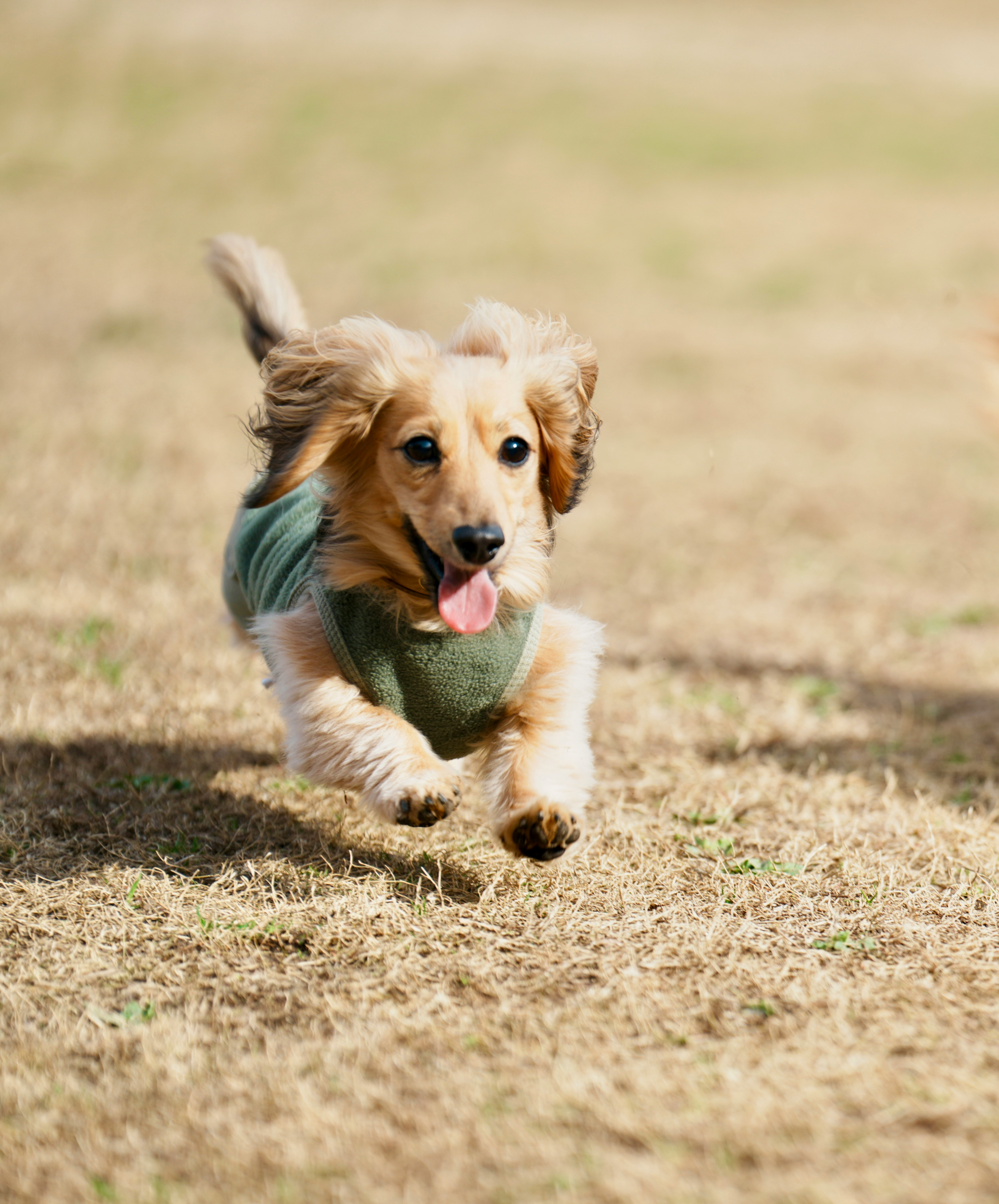 perrito corriendo sobre el césped