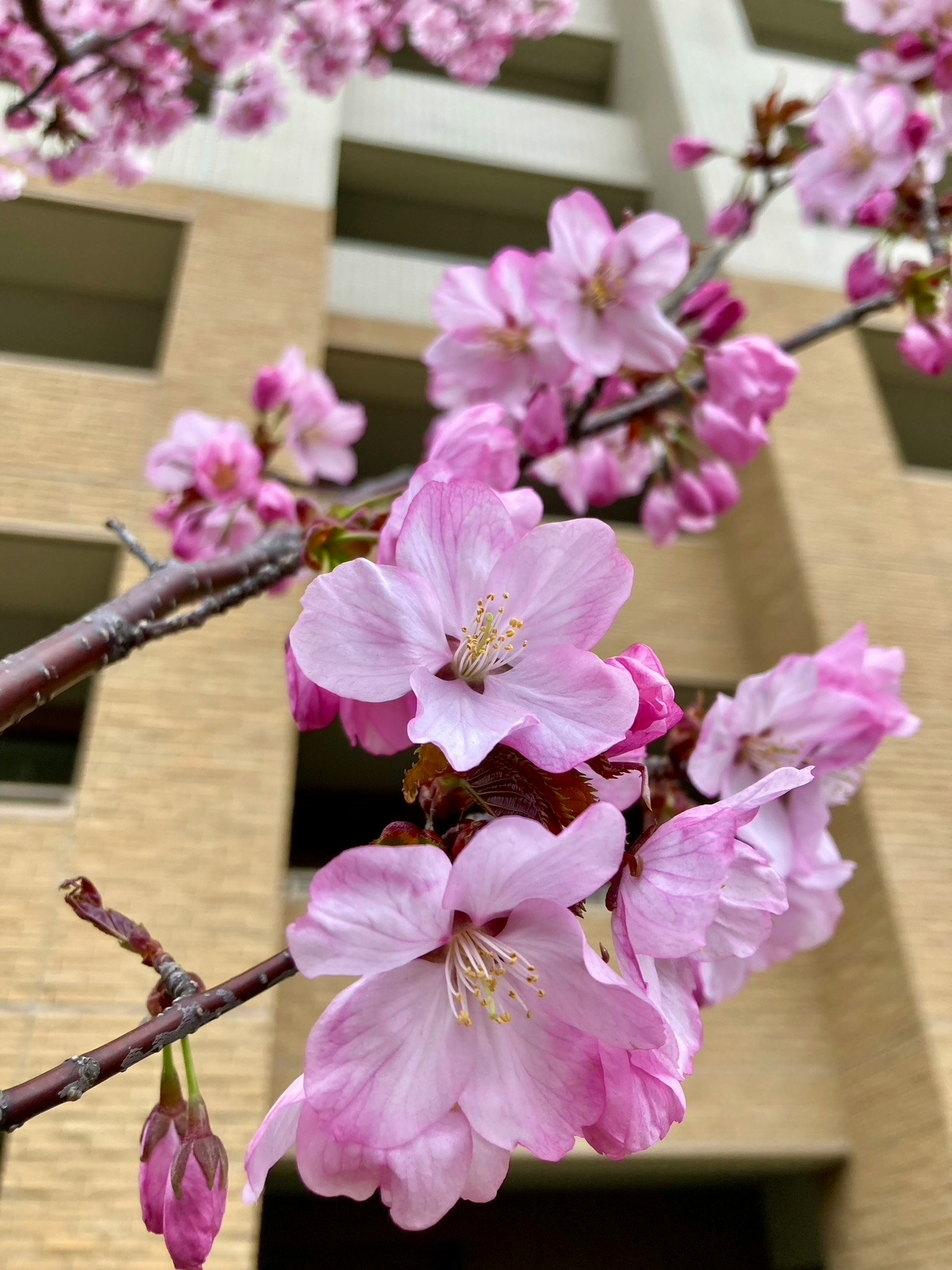 Kedekatan bunga sakura di cabang dengan bangunan di latar belakang