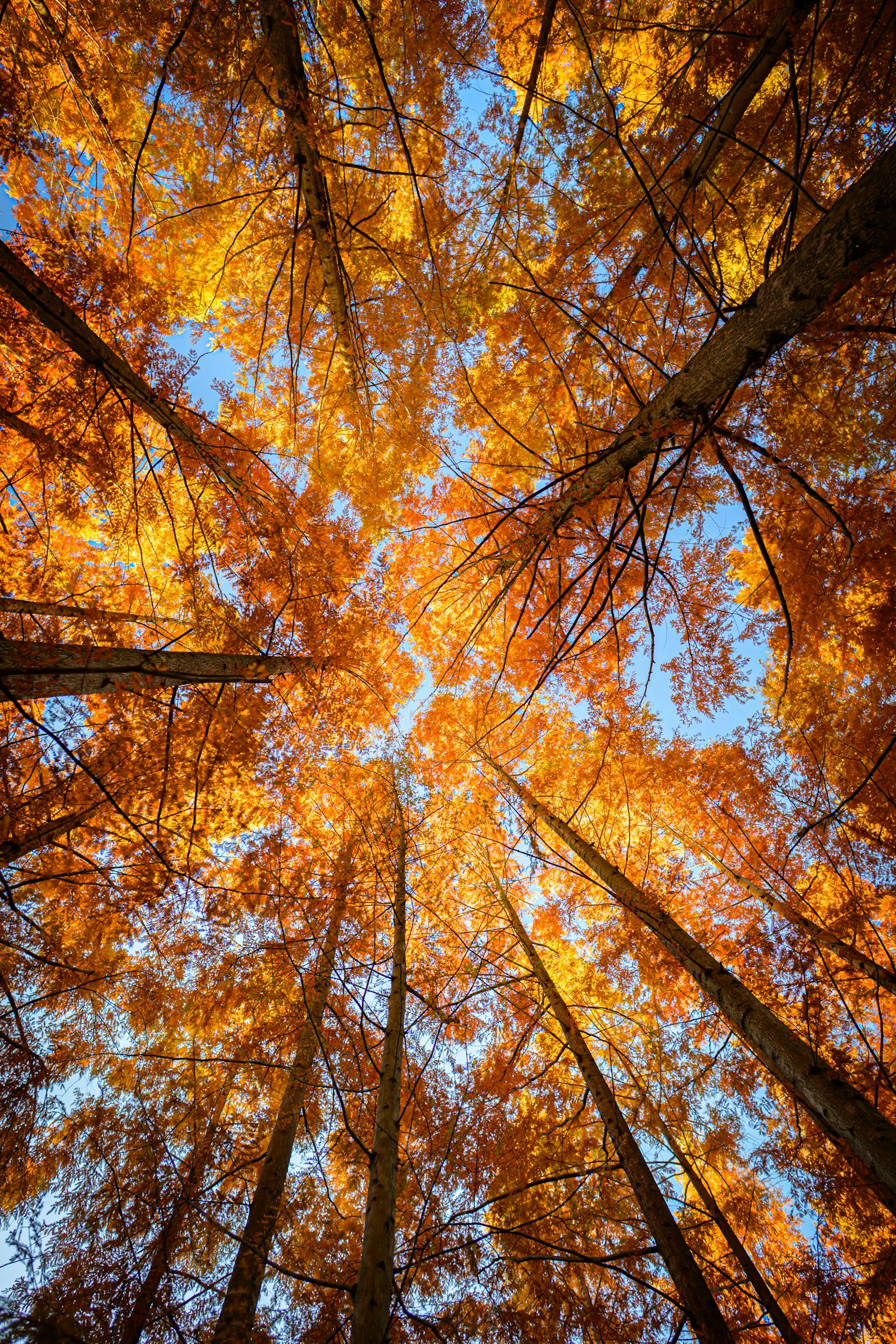 秋の葉が茂る木々の上を見上げた風景