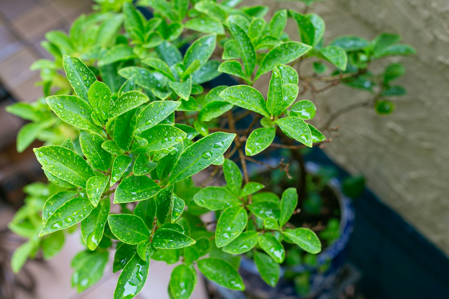 Primer plano de una pequeña planta verde con gotas de agua en sus hojas