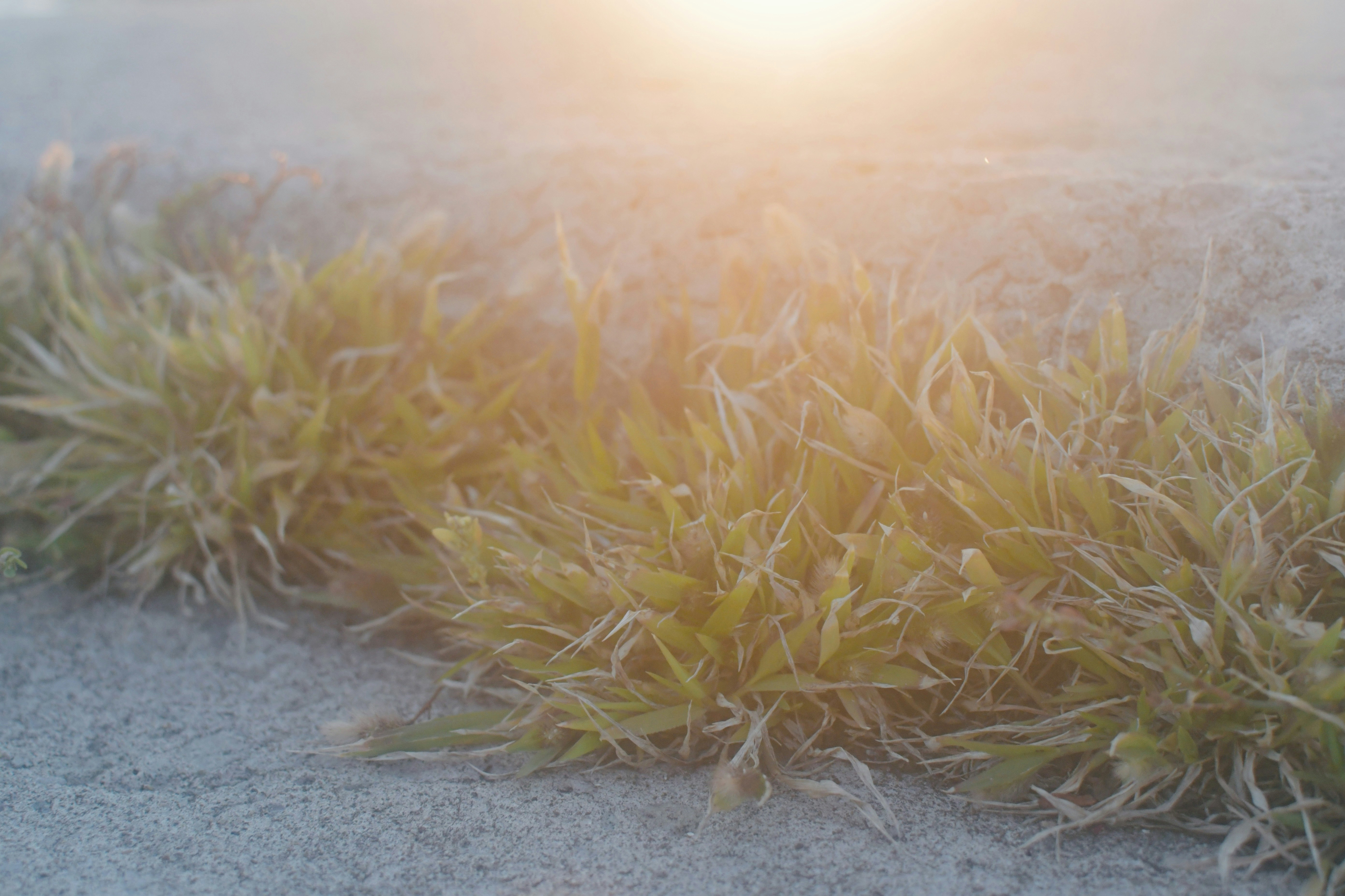 砂地に広がる草むらと夕方の光