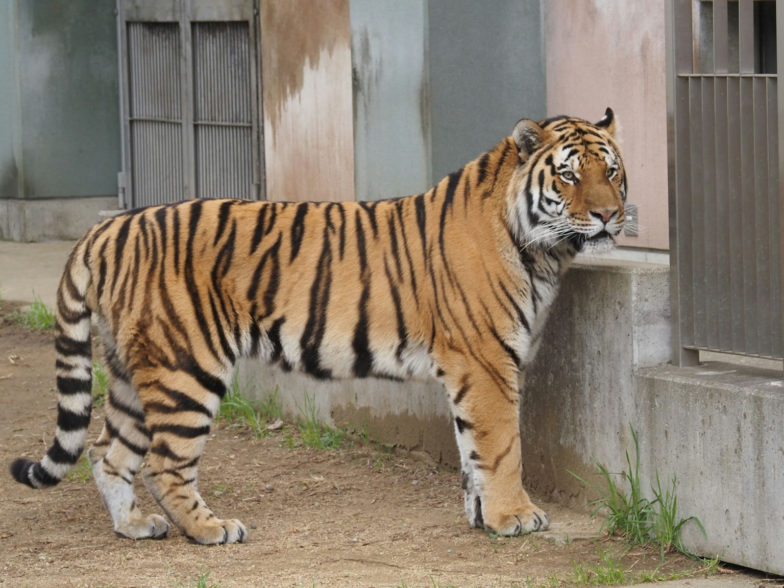 Un tigre avec des rayures orange et noires se tenant près d'une cage