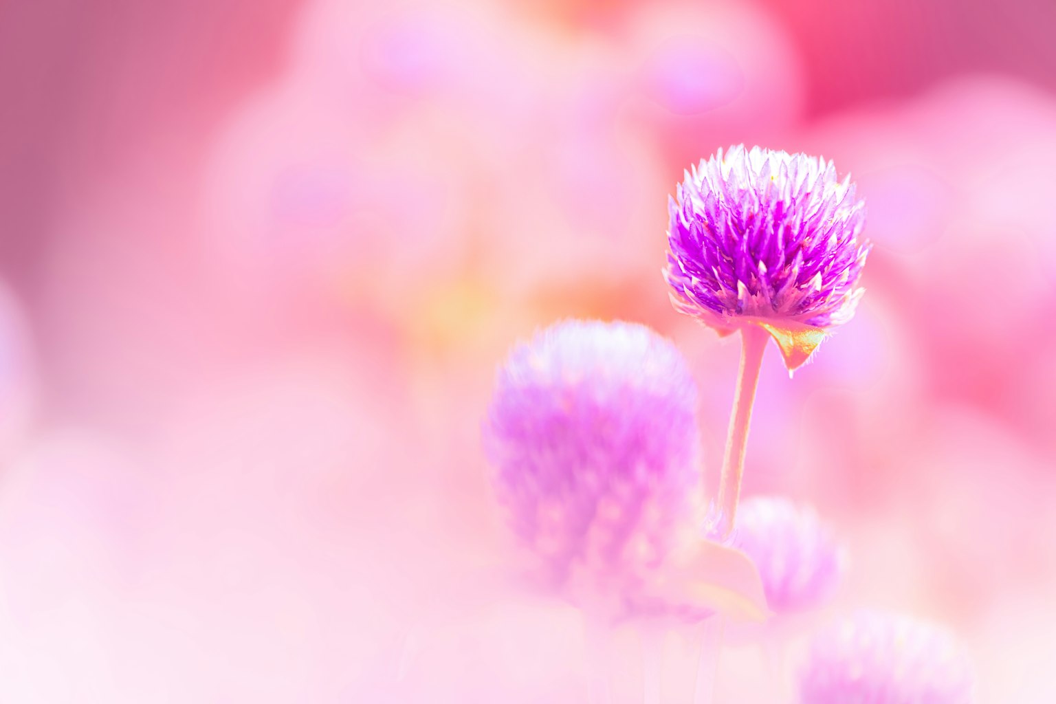 Pequeñas flores moradas floreciendo sobre un fondo rosa suave