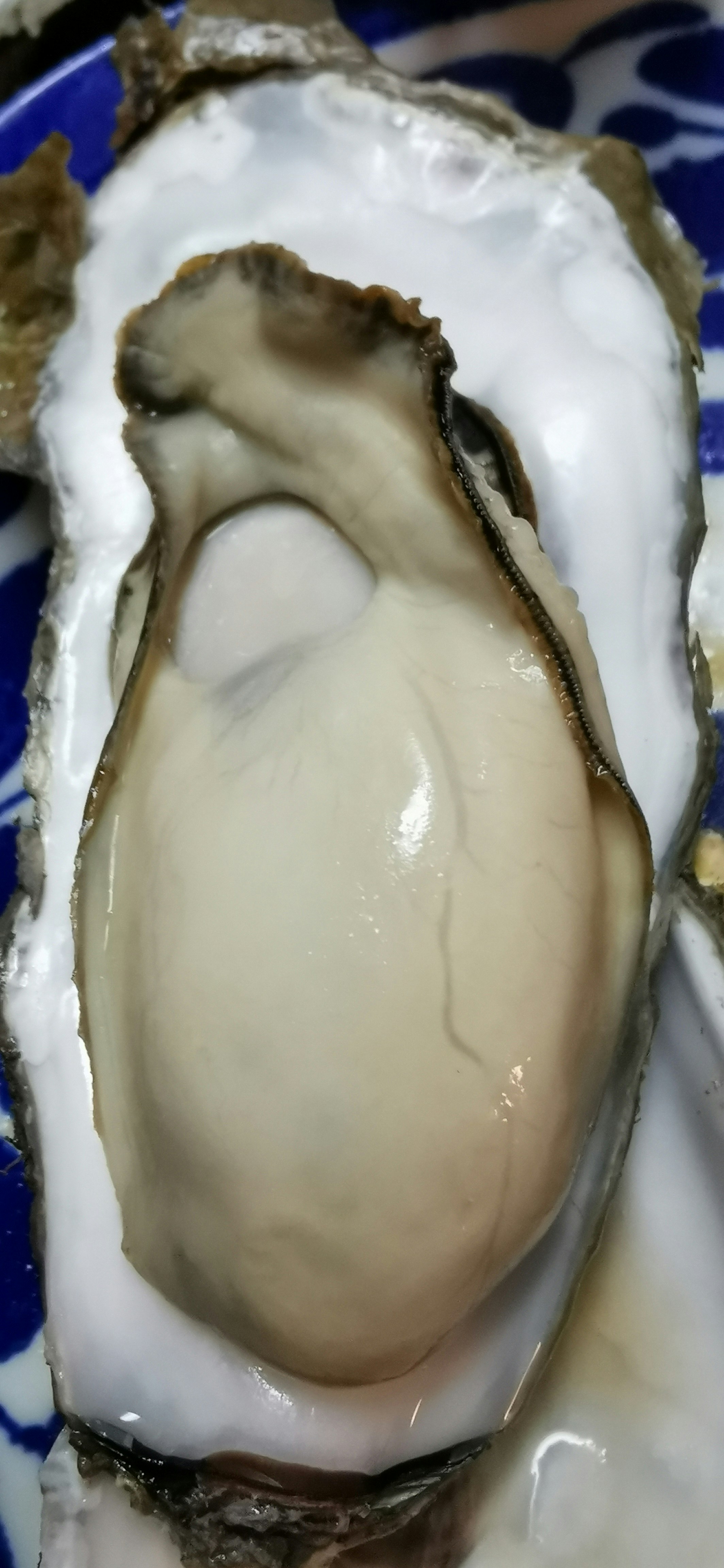 蓝色盘子上的生蚝特写