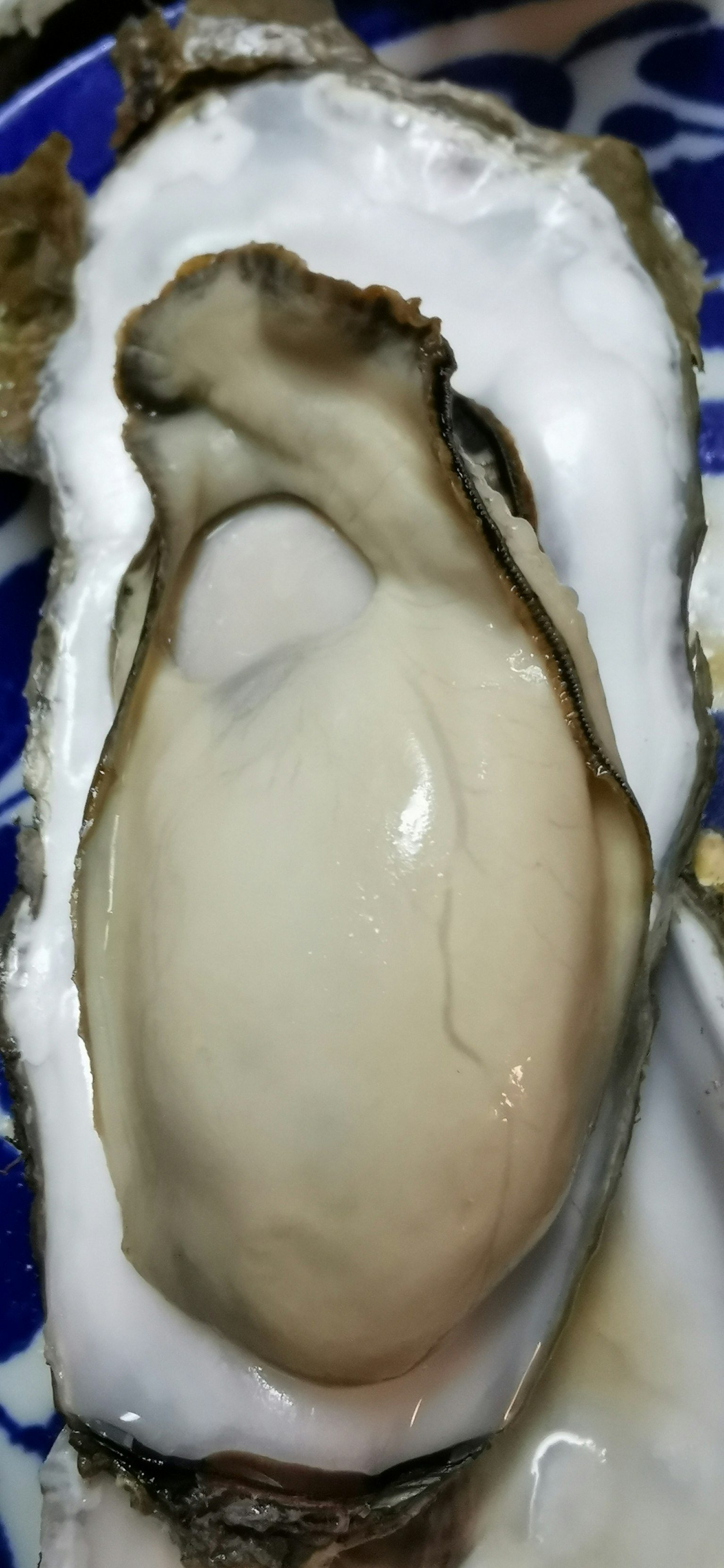 新鮮牡蠣放在藍色圖案的盤子上