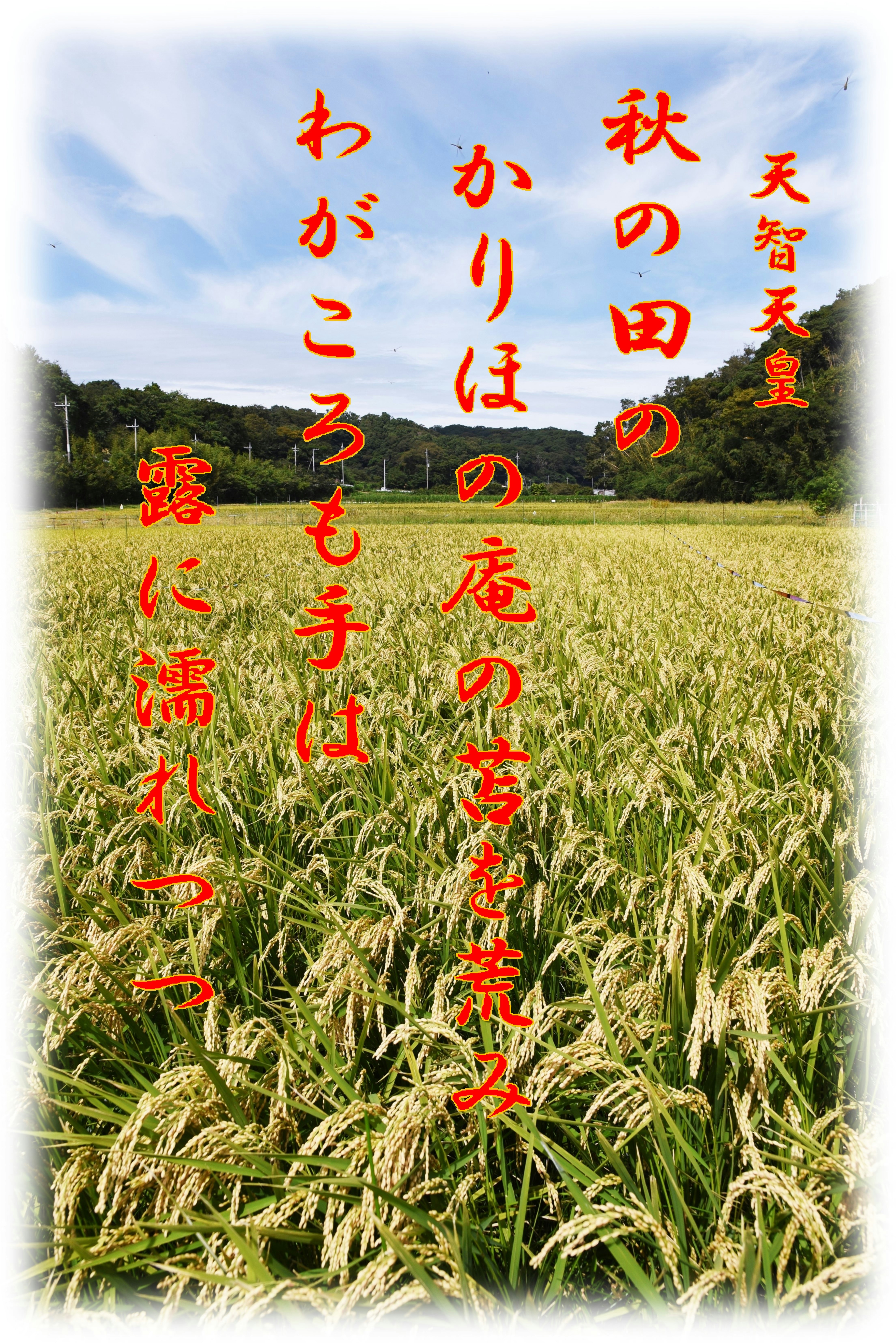 秋の田んぼの稲穂と青空、縦書きの和文文字