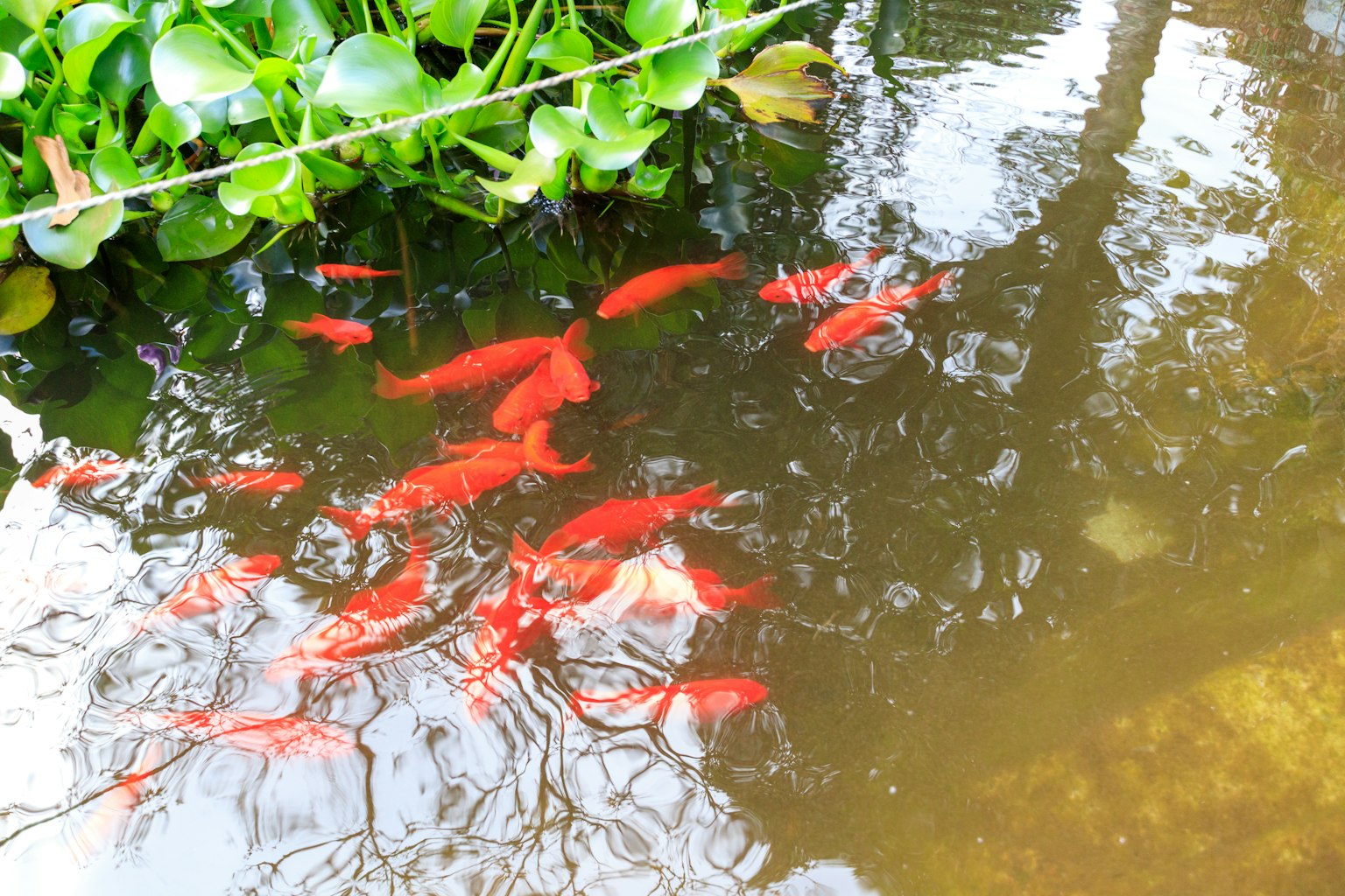 Cá koi đỏ bơi trong nước với cây xanh xung quanh