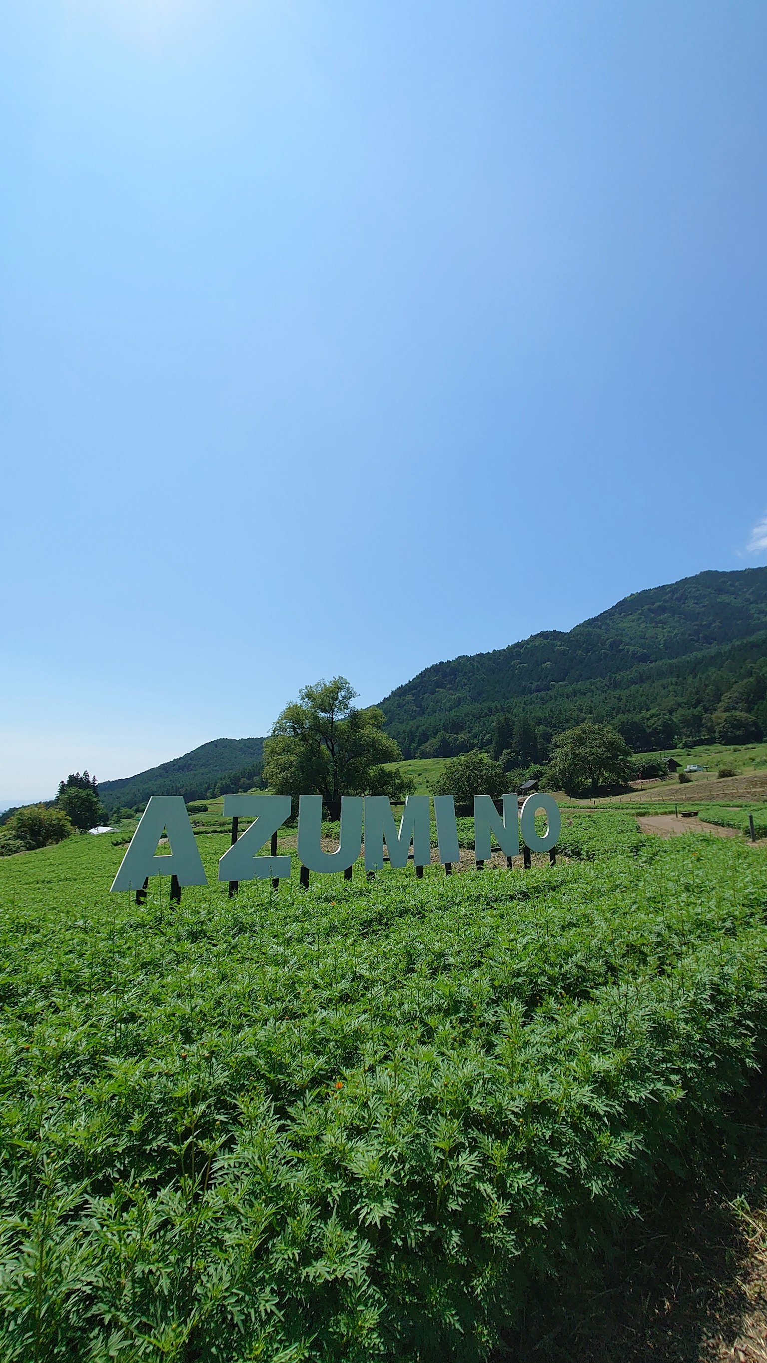 Grandes lettres formant 'ASHIKAGA' dans un champ vert sous un ciel bleu