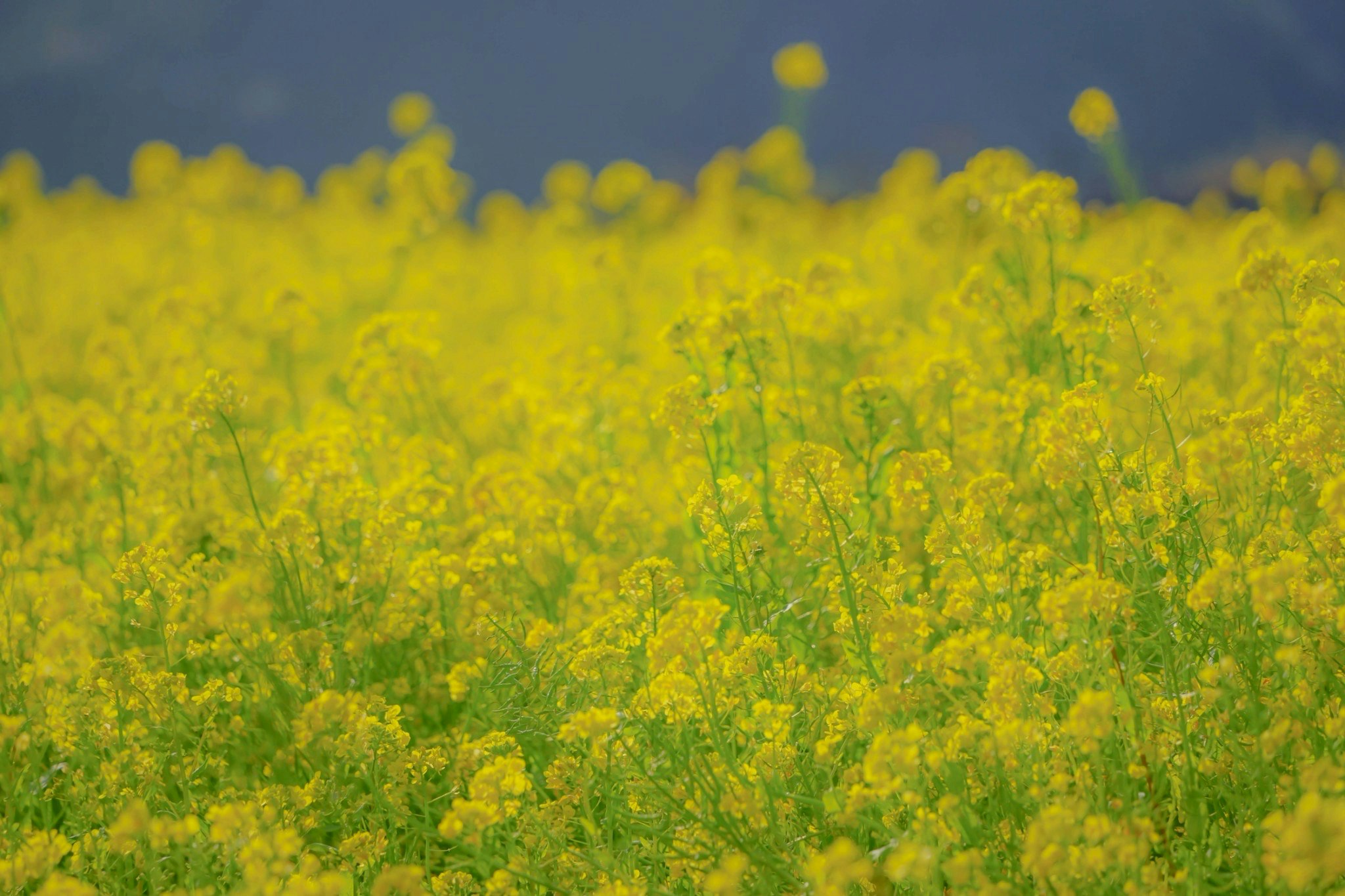青空の下で咲き広がる黄色い菜の花畑