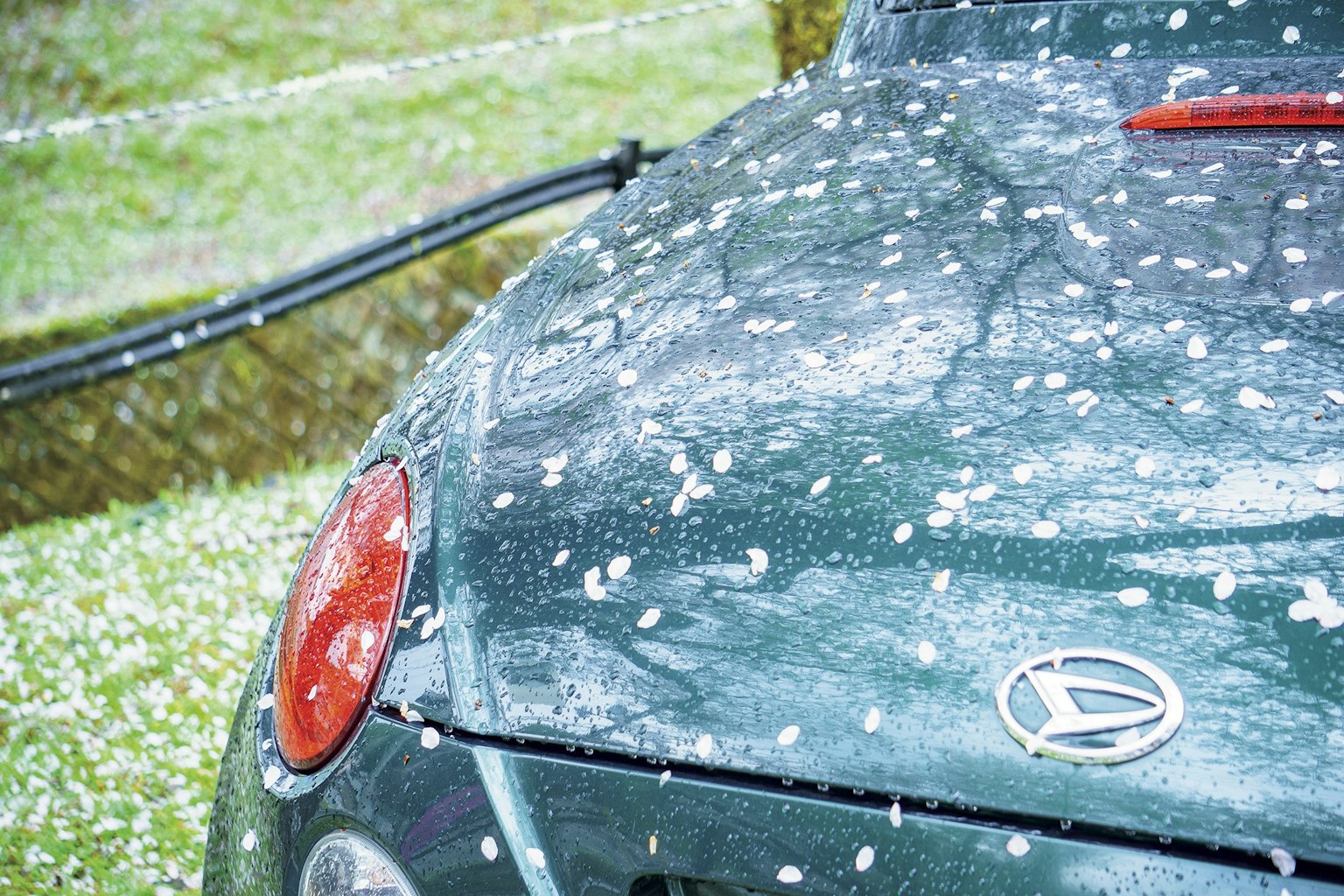 Grüne Motorhaube mit weißen Blütenblättern