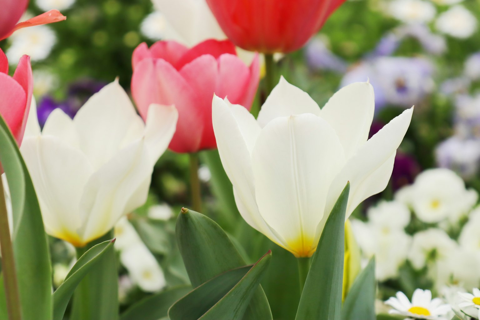 Una scena bella con tulipani colorati e vari fiori in fiore