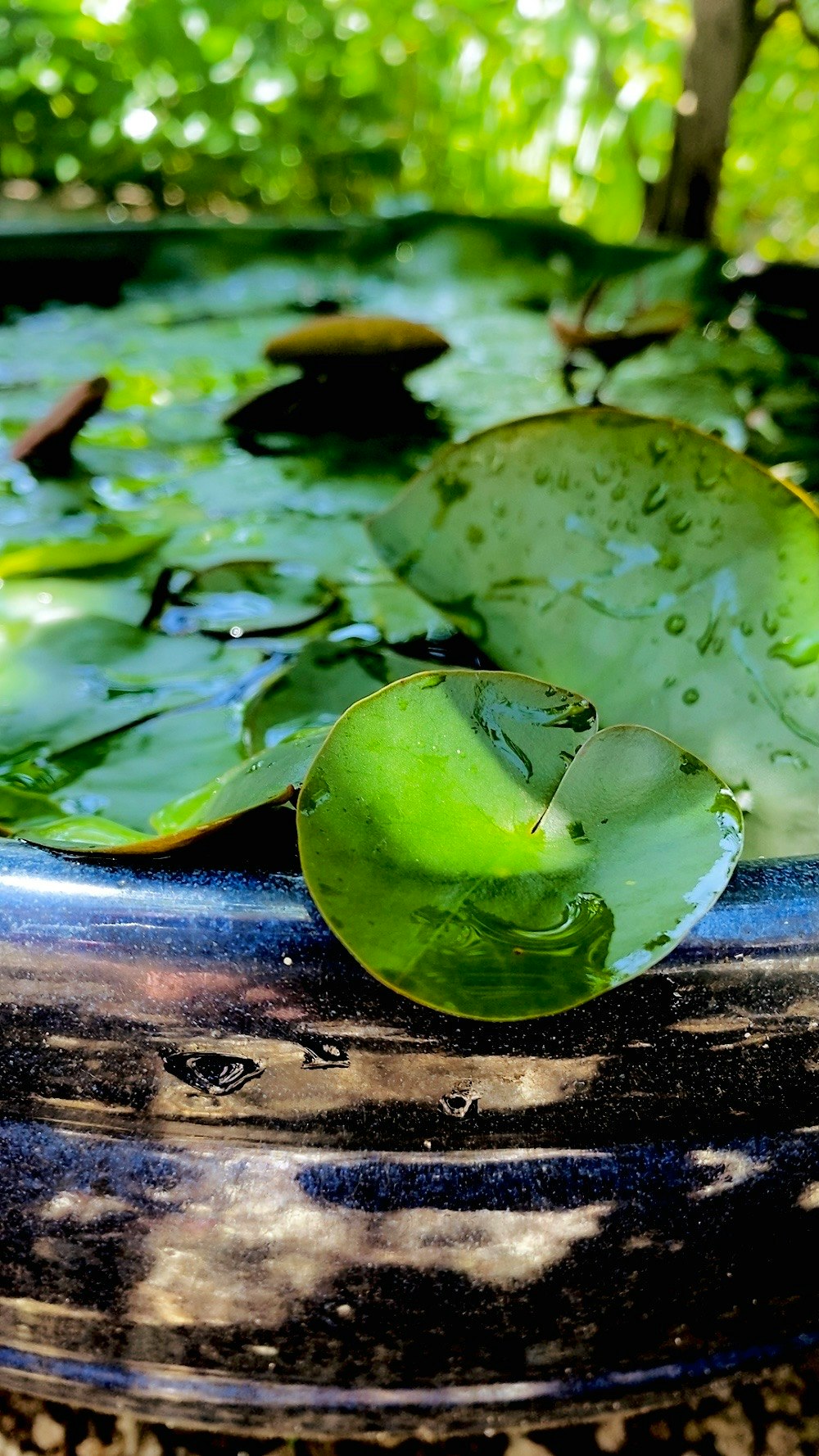花園水缸裡的植物