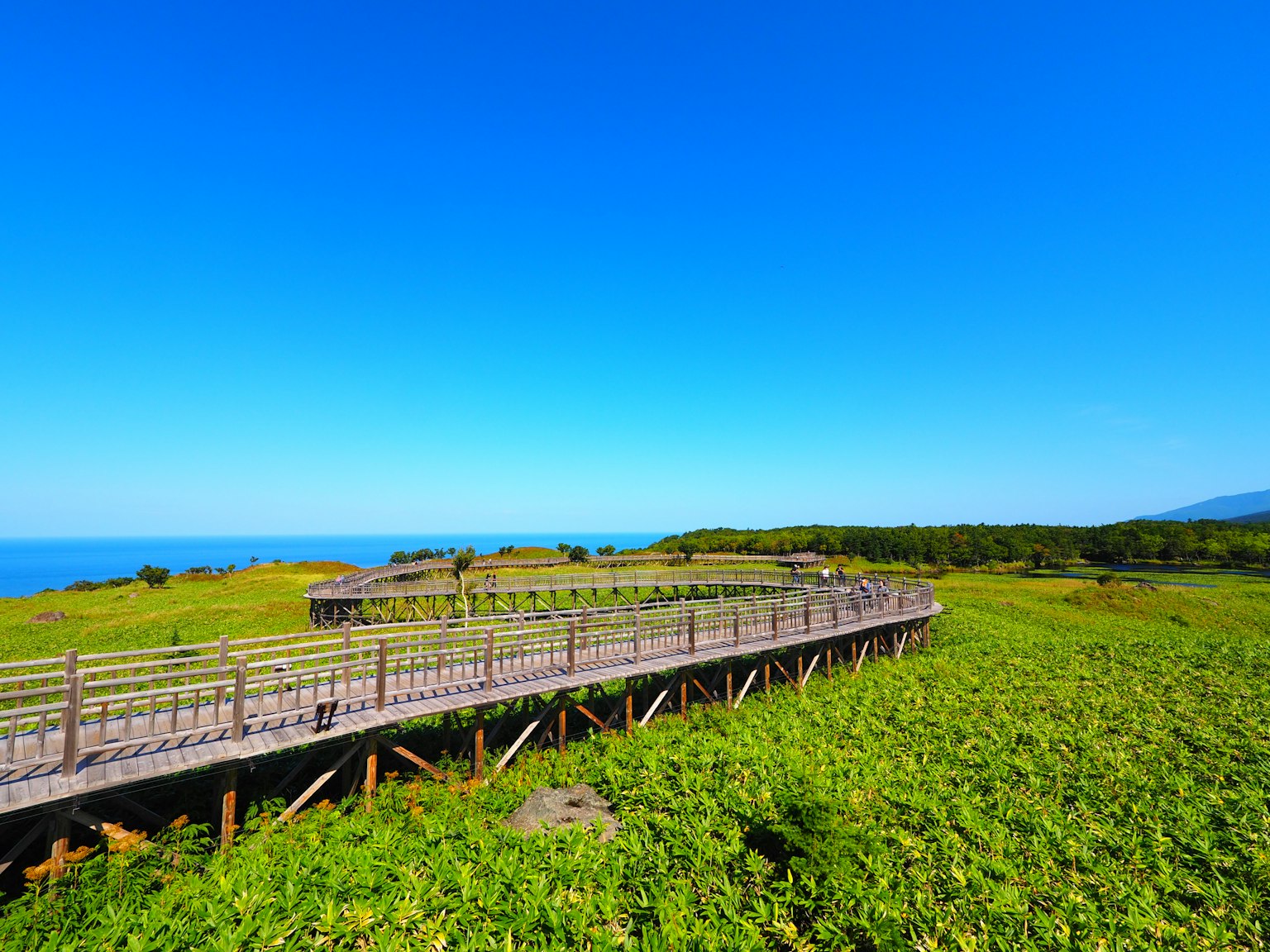 Wooden walkway extending through lush greenery under a clear blue sky