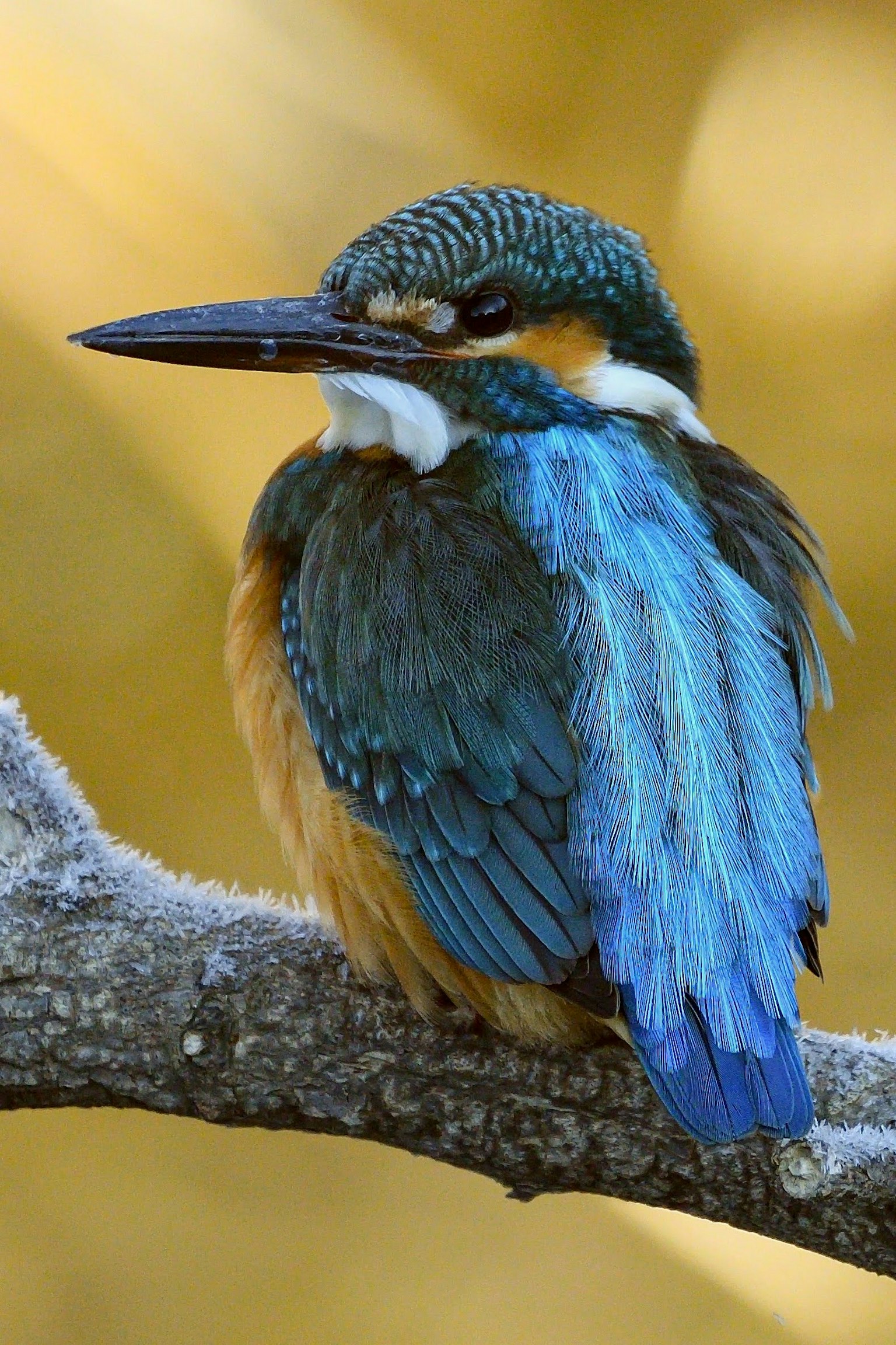 Un martinete con plumas azules brillantes y naranjas posado en una rama