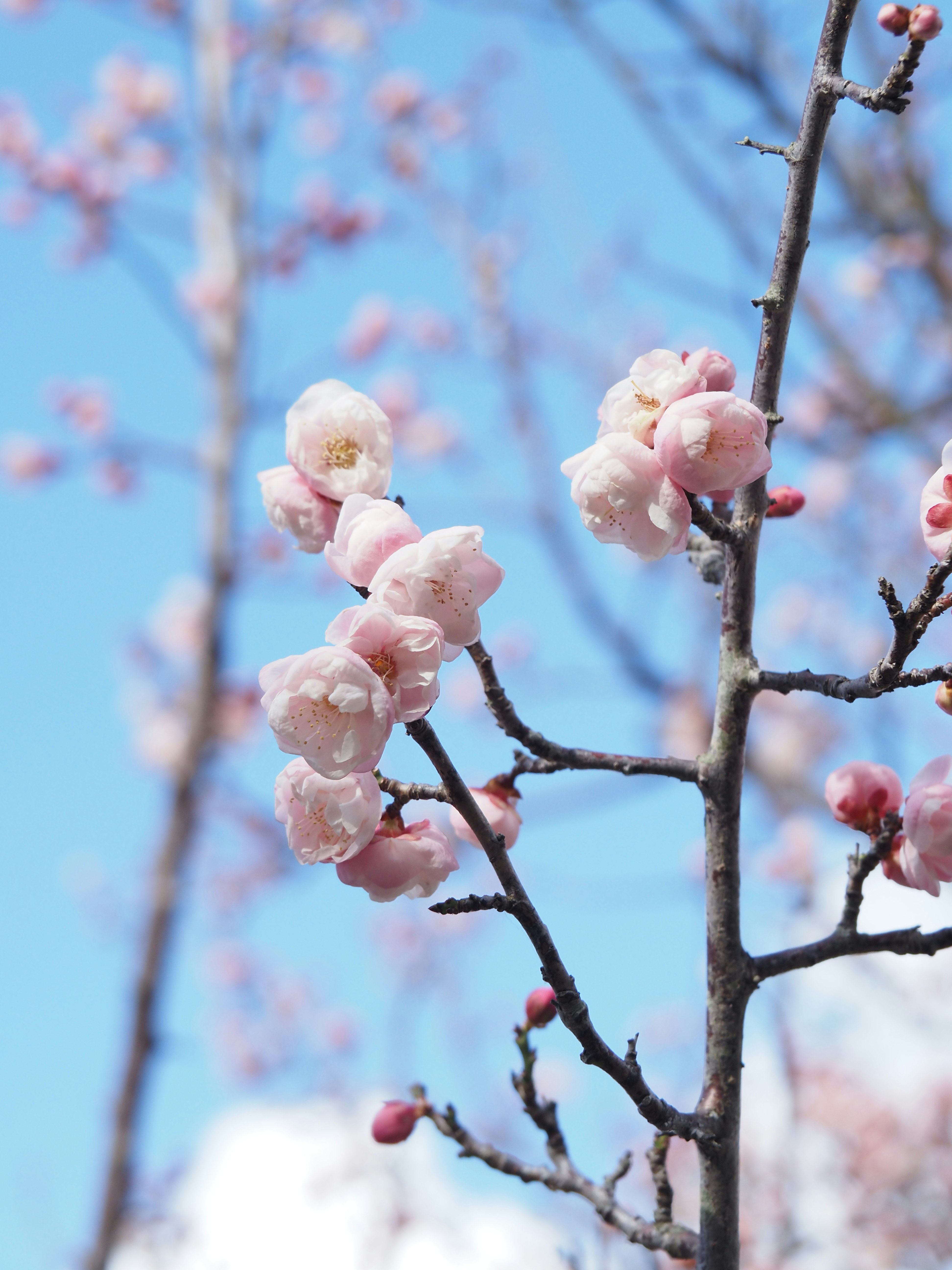 Nahaufnahme von Pflaumenblüten an einem Zweig