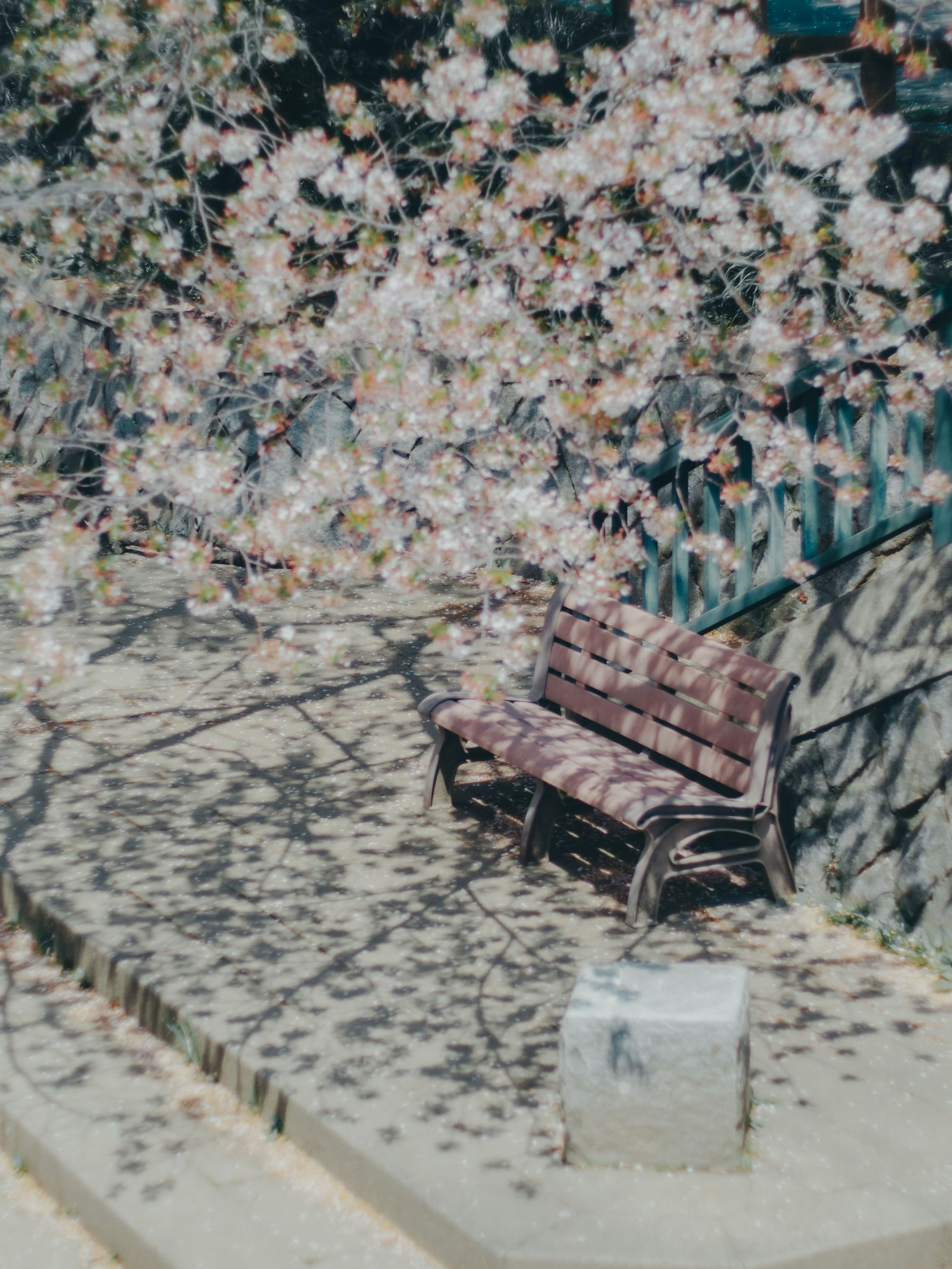 Un banc sous un cerisier en fleurs avec des ombres