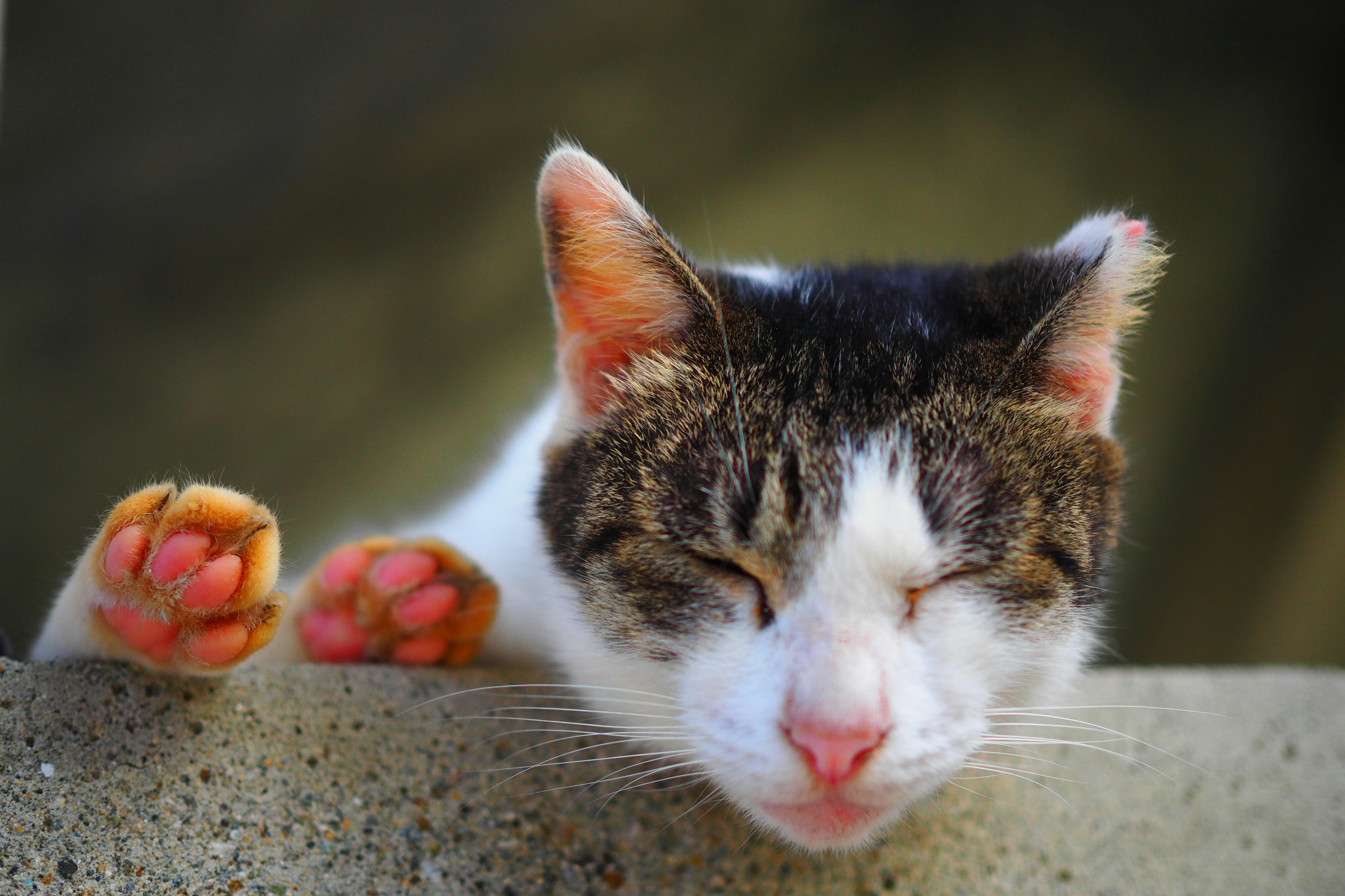 石の上で丸くなる猫と肉球のある手