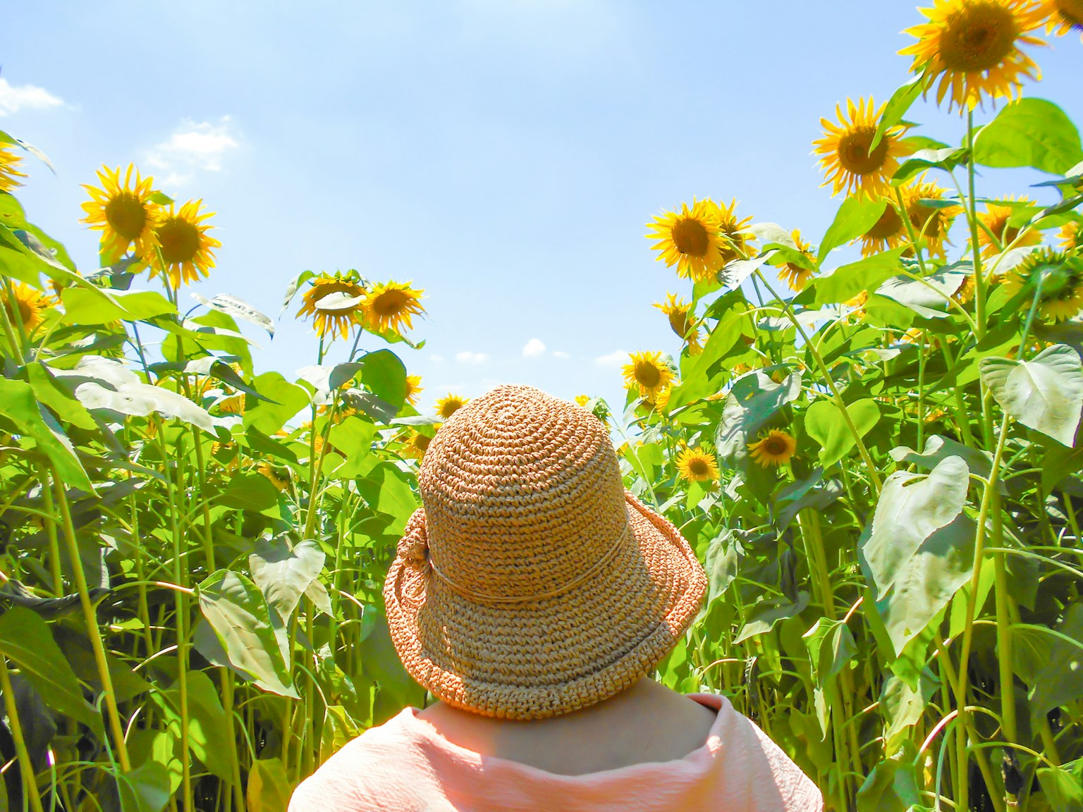 Person mit Strohhut, die ein Sonnenblumenfeld unter einem blauen Himmel betrachtet