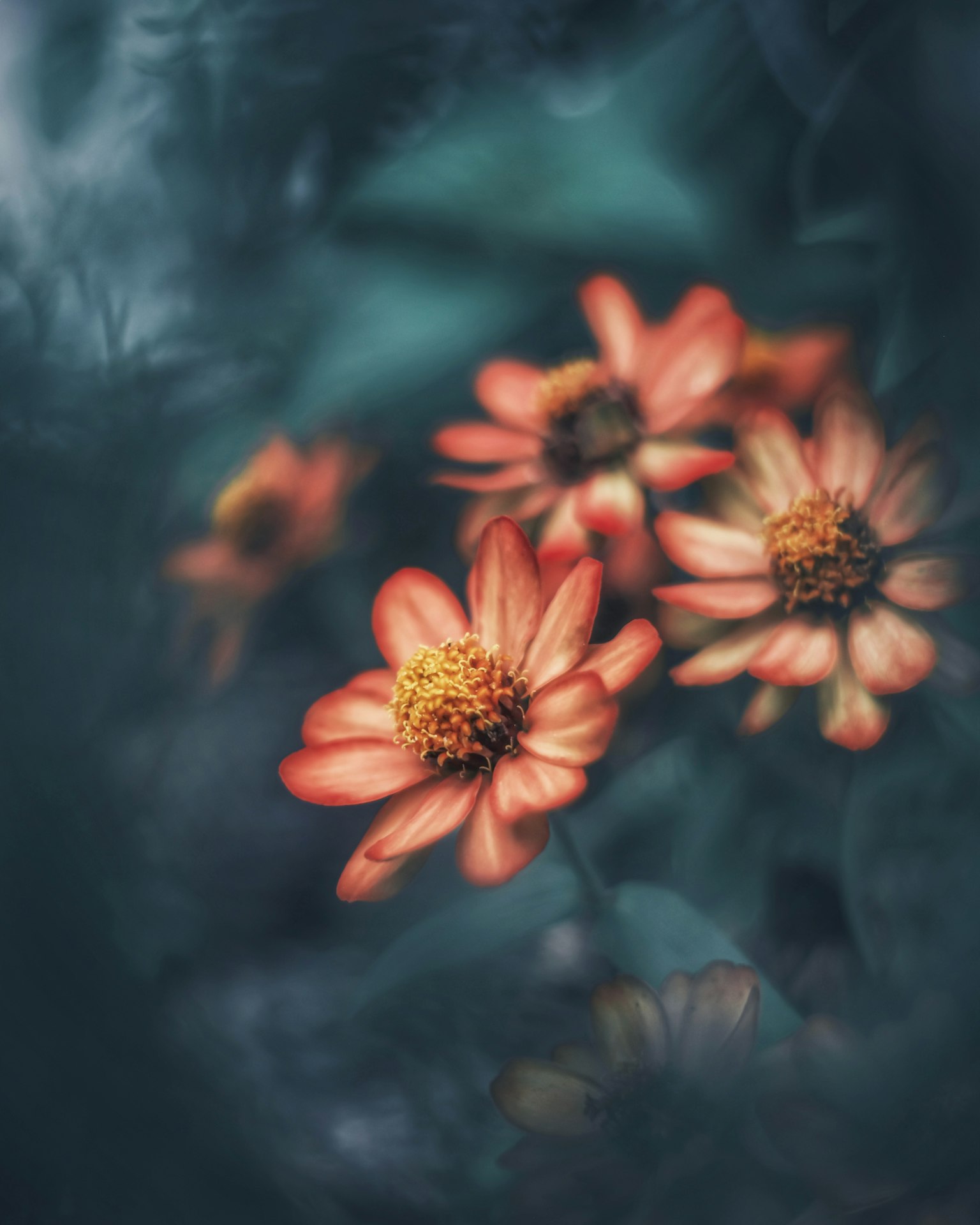 Immagine morbida di fiori arancioni vivaci su uno sfondo blu