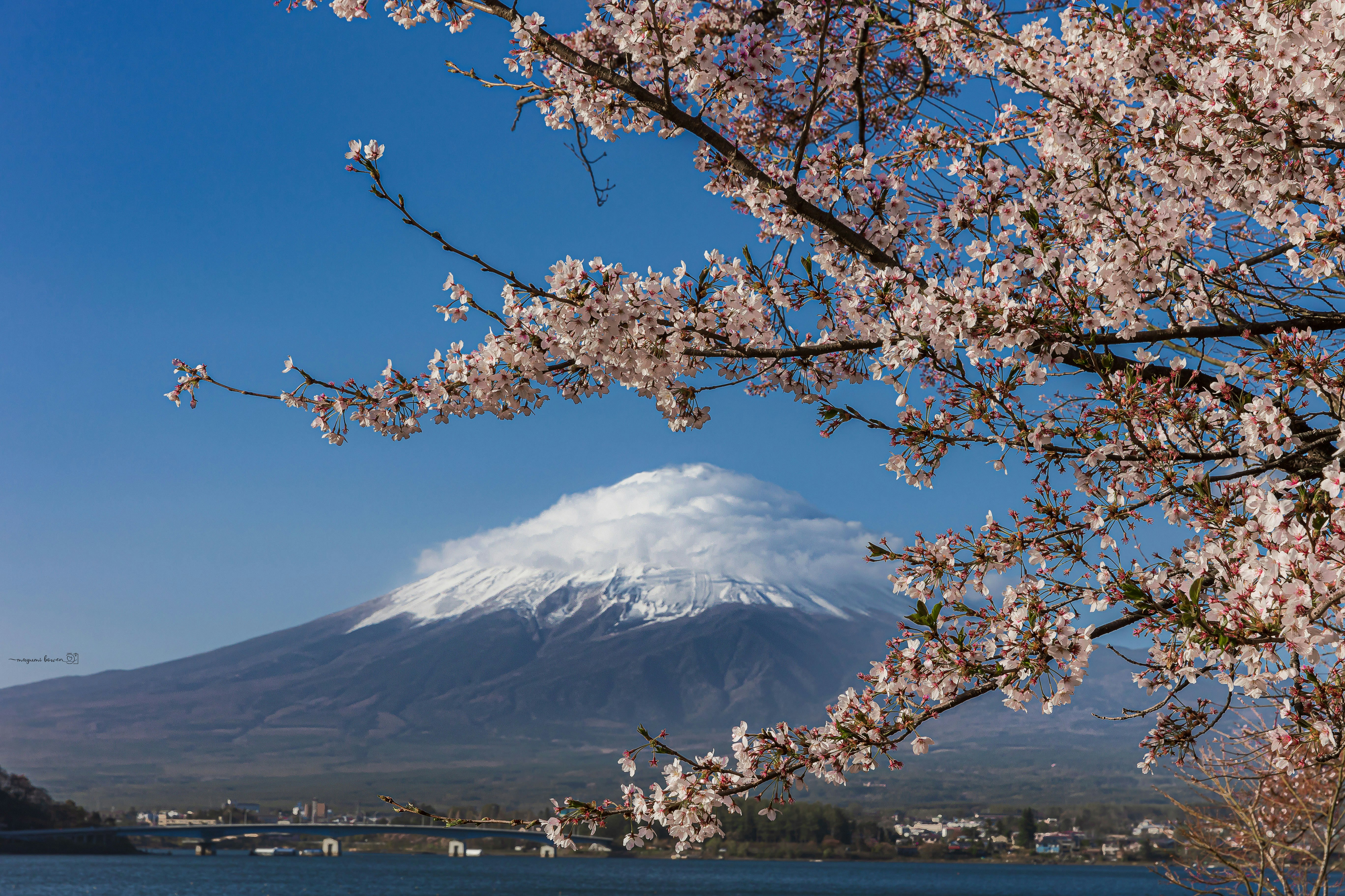 桜の枝と雪をかぶった富士山を望む春の風景
