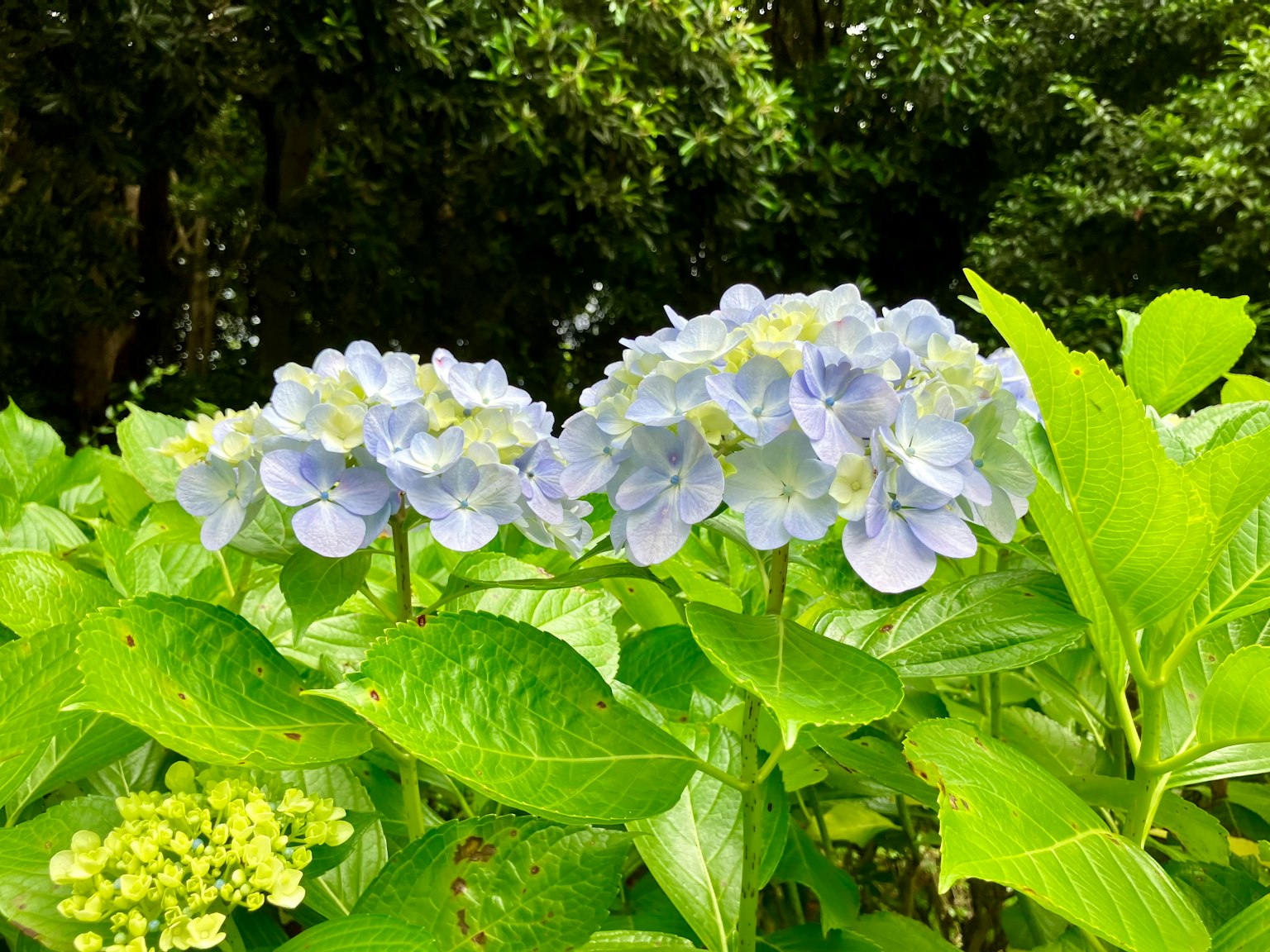 Hortensienblüten in Hellblau umgeben von üppigem grünem Laub