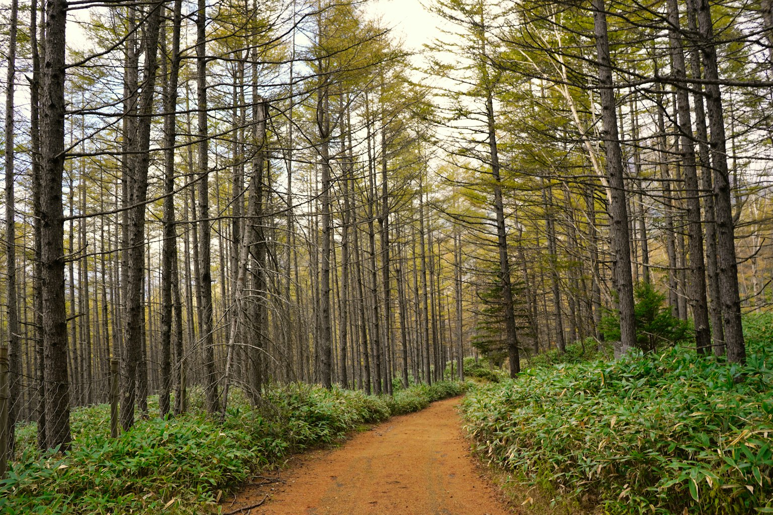 A serene path through a lush forest with tall trees and golden leaves