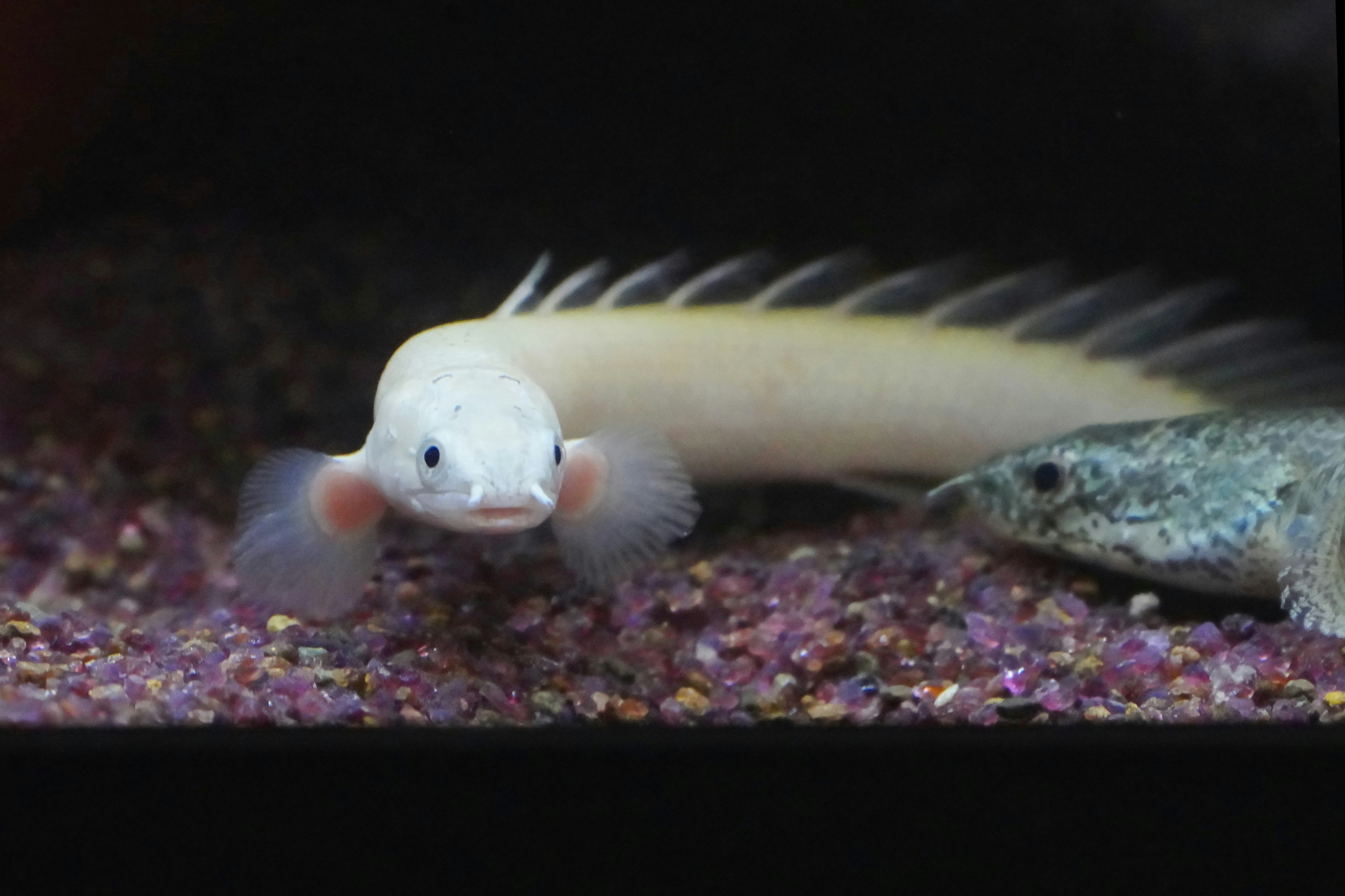 white small fish swimming on an aquarium gravel bed