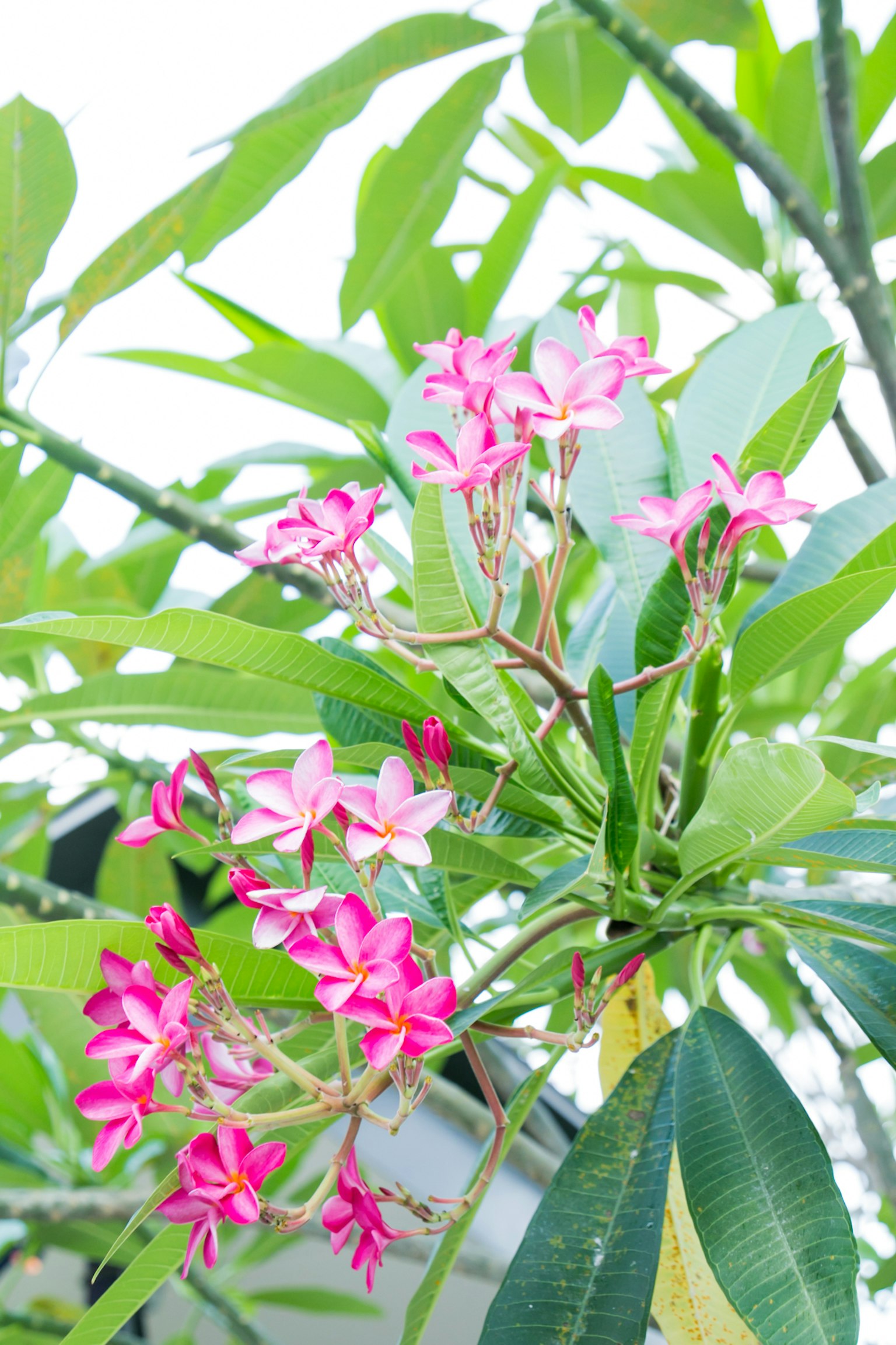 Una rama de planta con hermosas flores rosas y hojas verdes