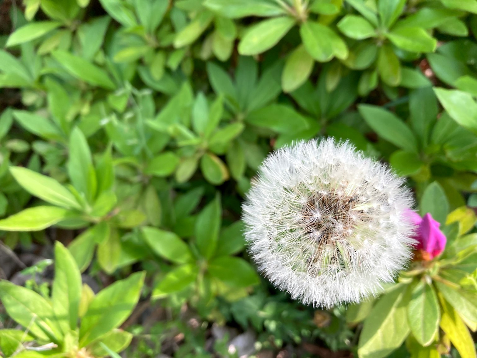 Puff di tarassaco bianco e foglie verdi
