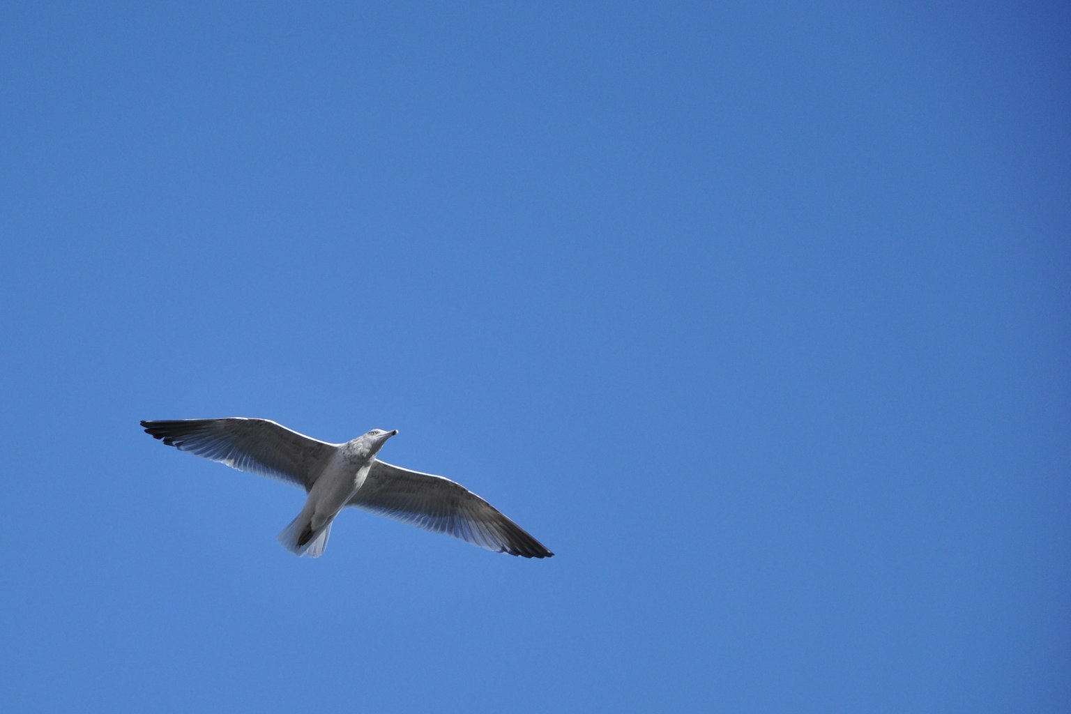 Ein weißer Vogel, der in einem klaren blauen Himmel fliegt