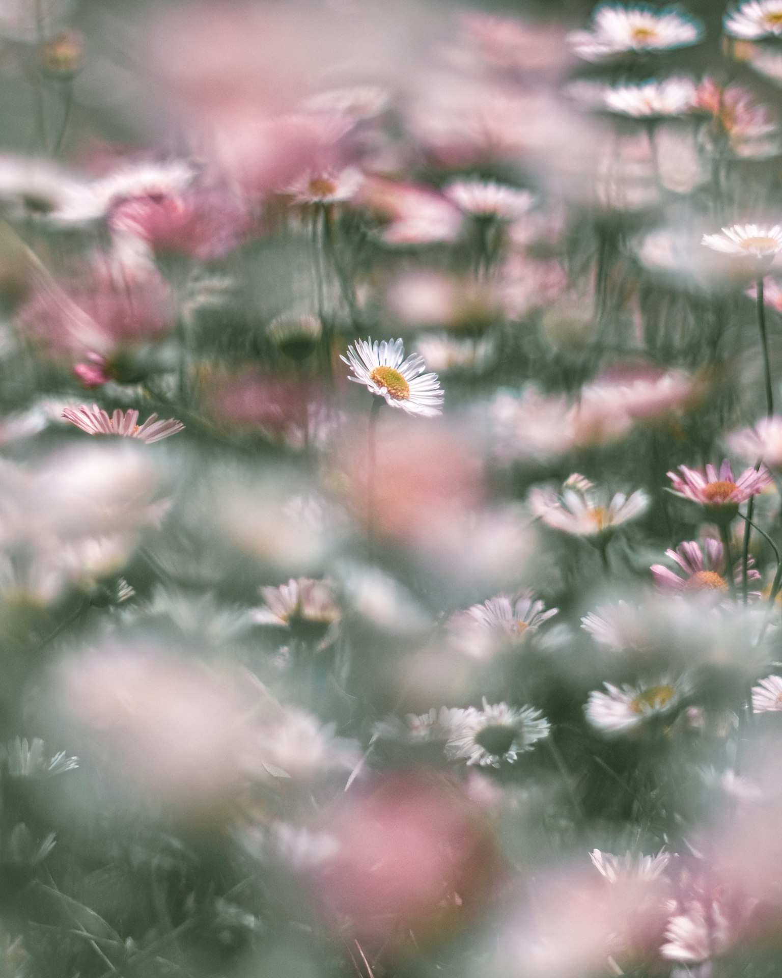 Un champ de fleurs aux couleurs douces avec une fleur blanche en avant-plan