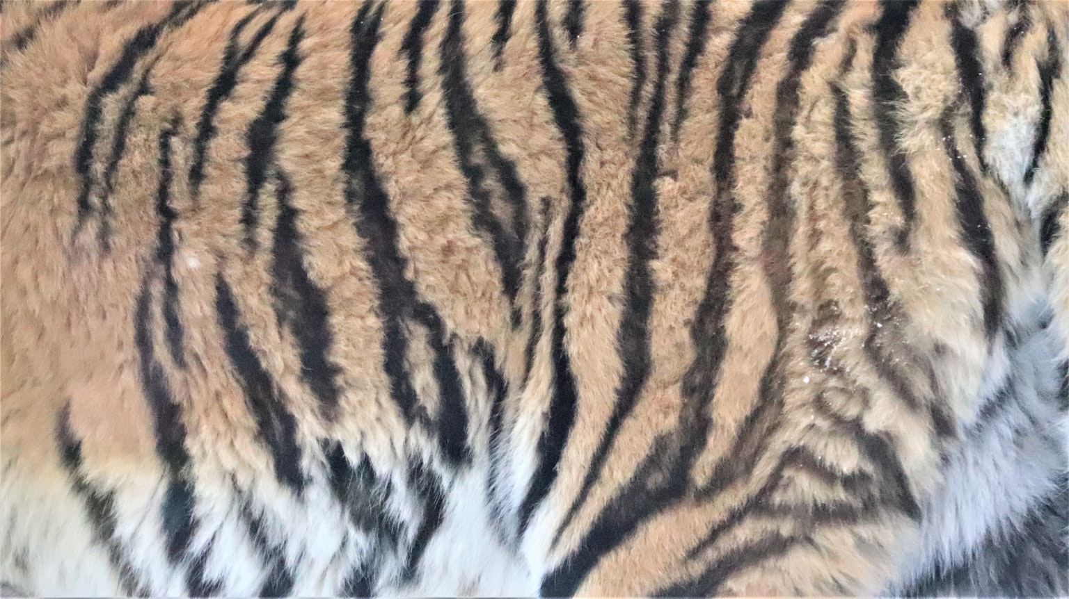 ภาพใกล้ชิดของลายขนเสือที่แสดงลาย