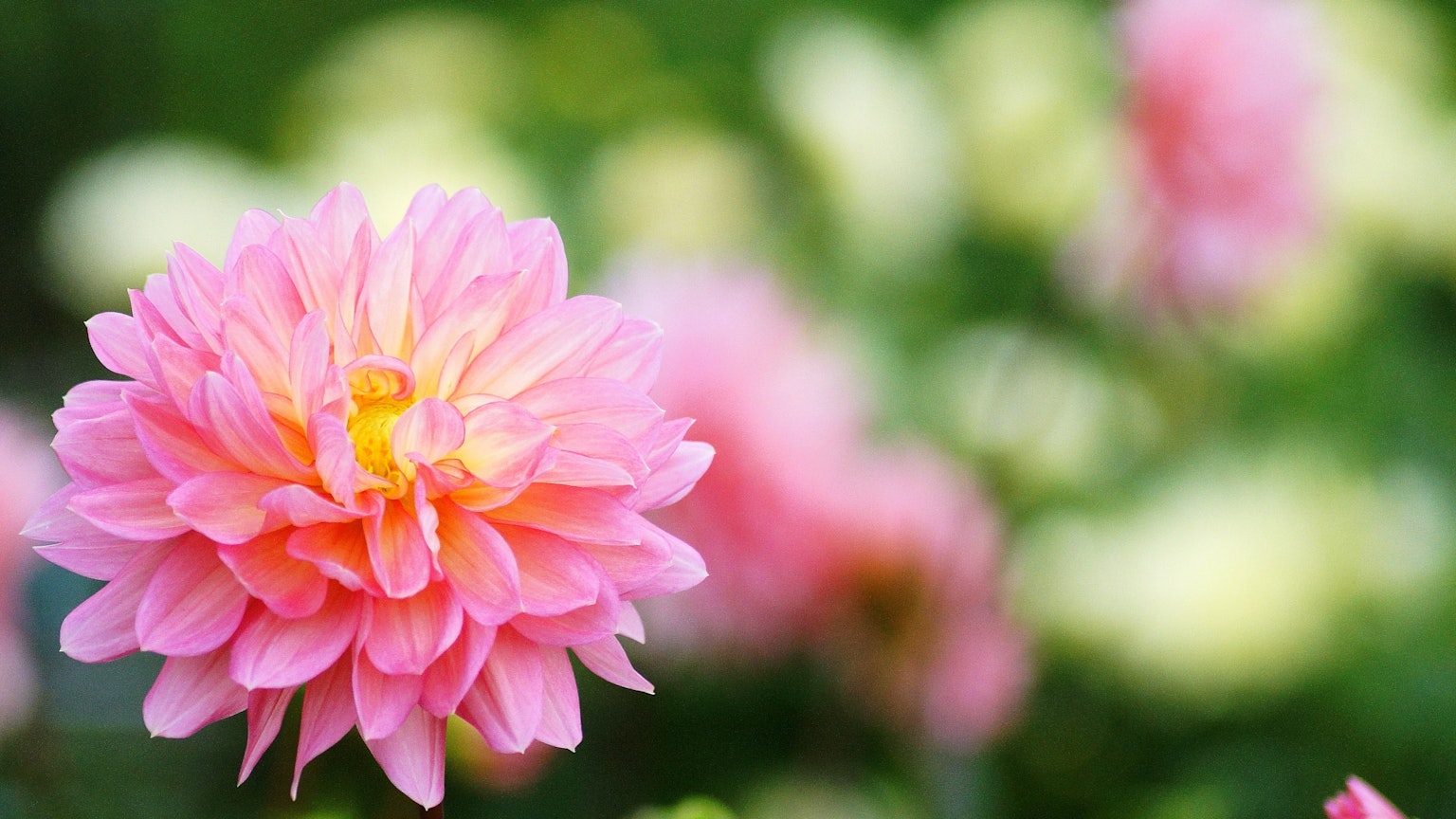 Rosa Dahlie vor einem verschwommenen Hintergrund bunter Blumen