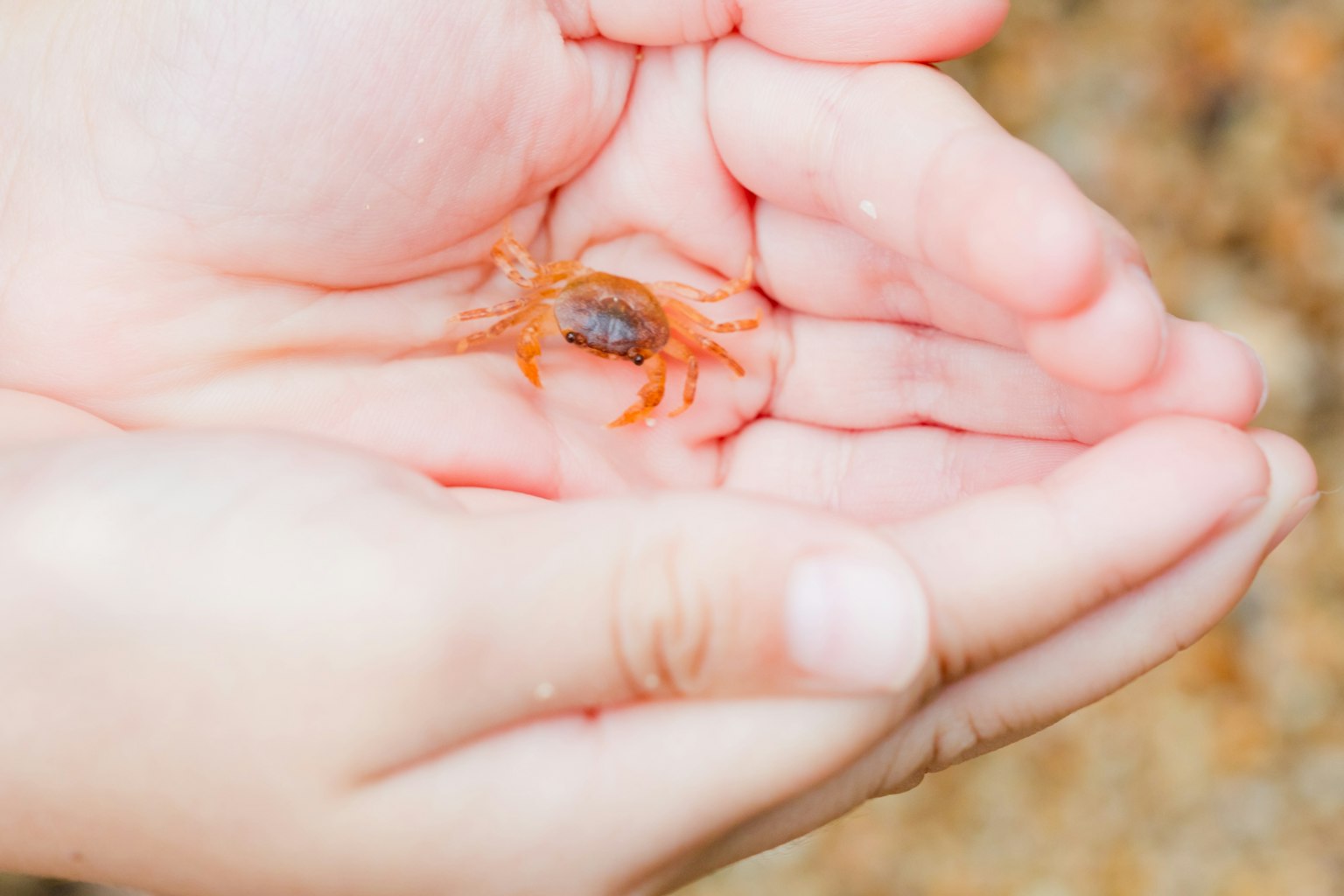 Crabe orange tenu dans deux mains