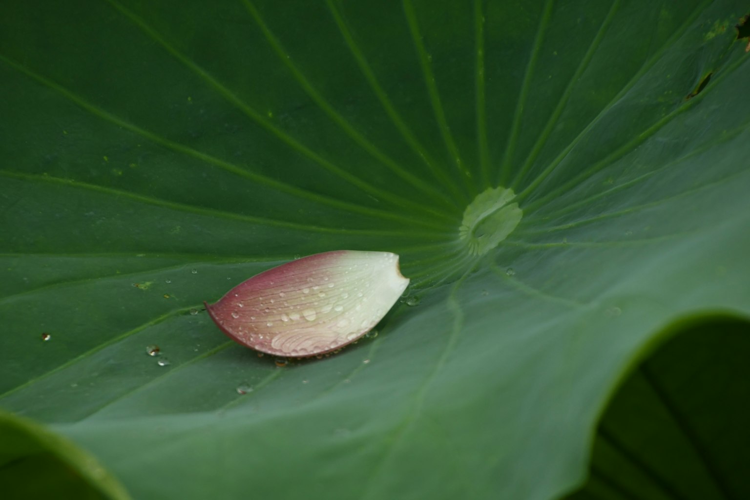 一片精緻的粉紅色蓮花瓣 resting 在一片大綠葉上