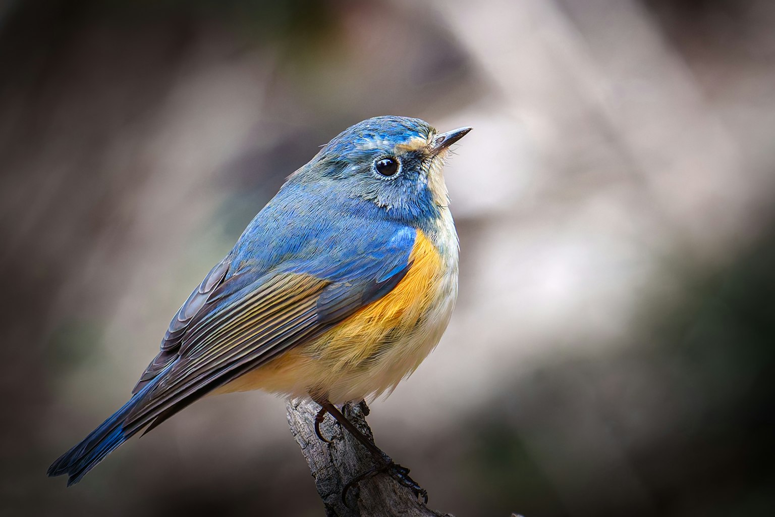 Un pequeño pájaro con plumas azules y una barriga naranja posado en una rama