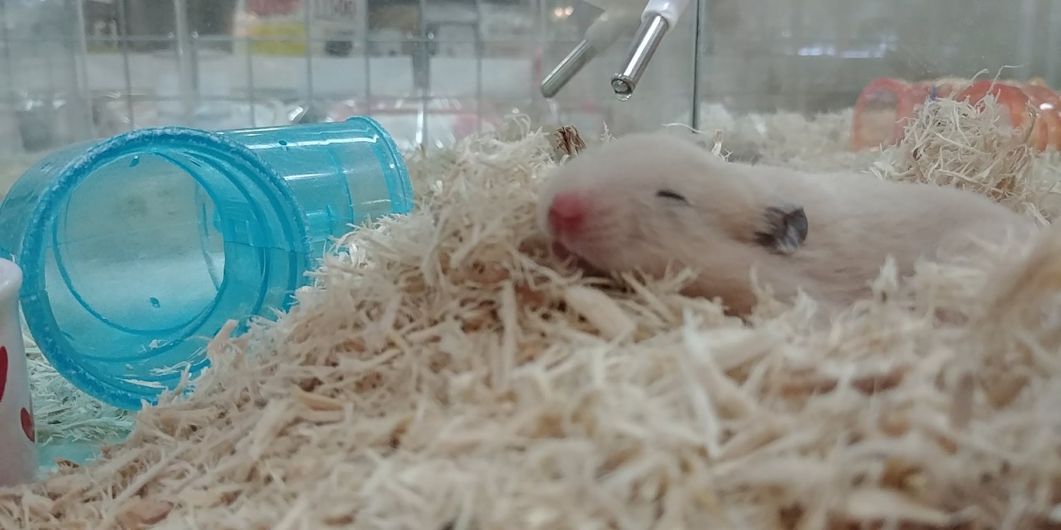 Một con chuột hamster đang ngủ trên lớp đệm với một ống màu xanh gần đó