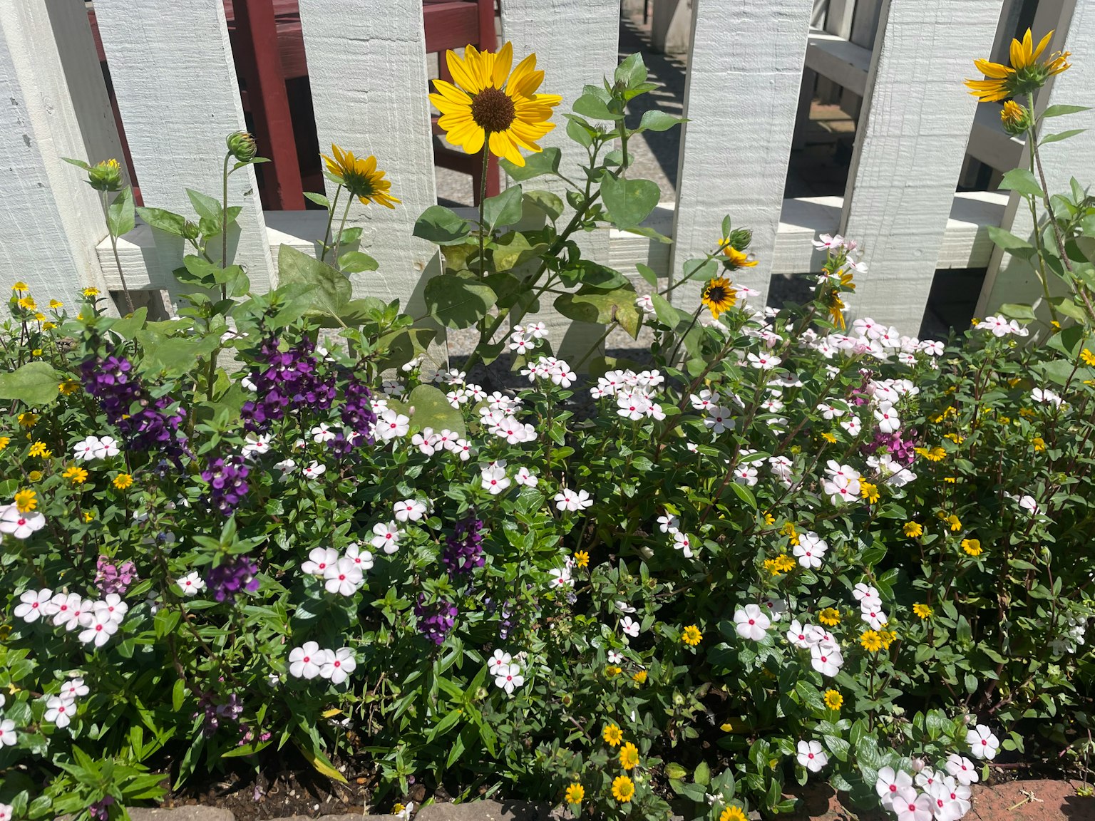 Colorful flowers and sunflowers blooming in front of a white fence