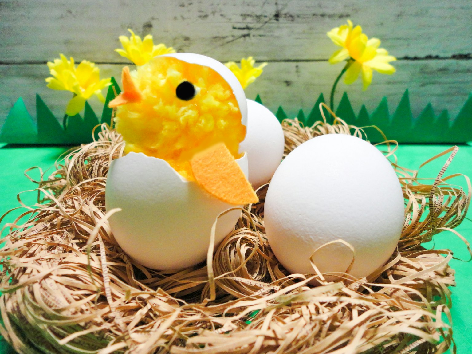 Un poussin jaune assis sur des œufs blancs dans un nid de printemps