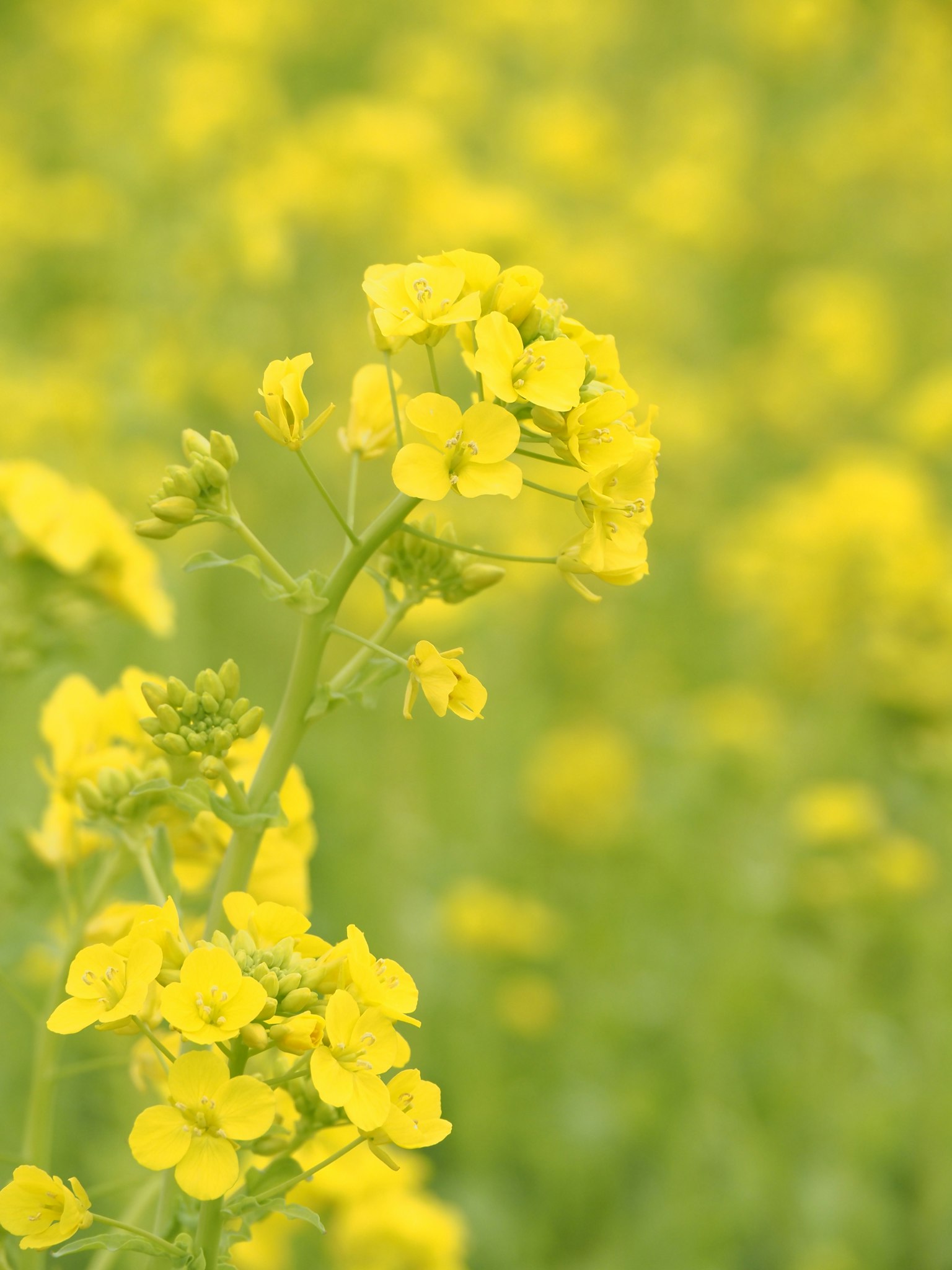 油菜花田的特寫