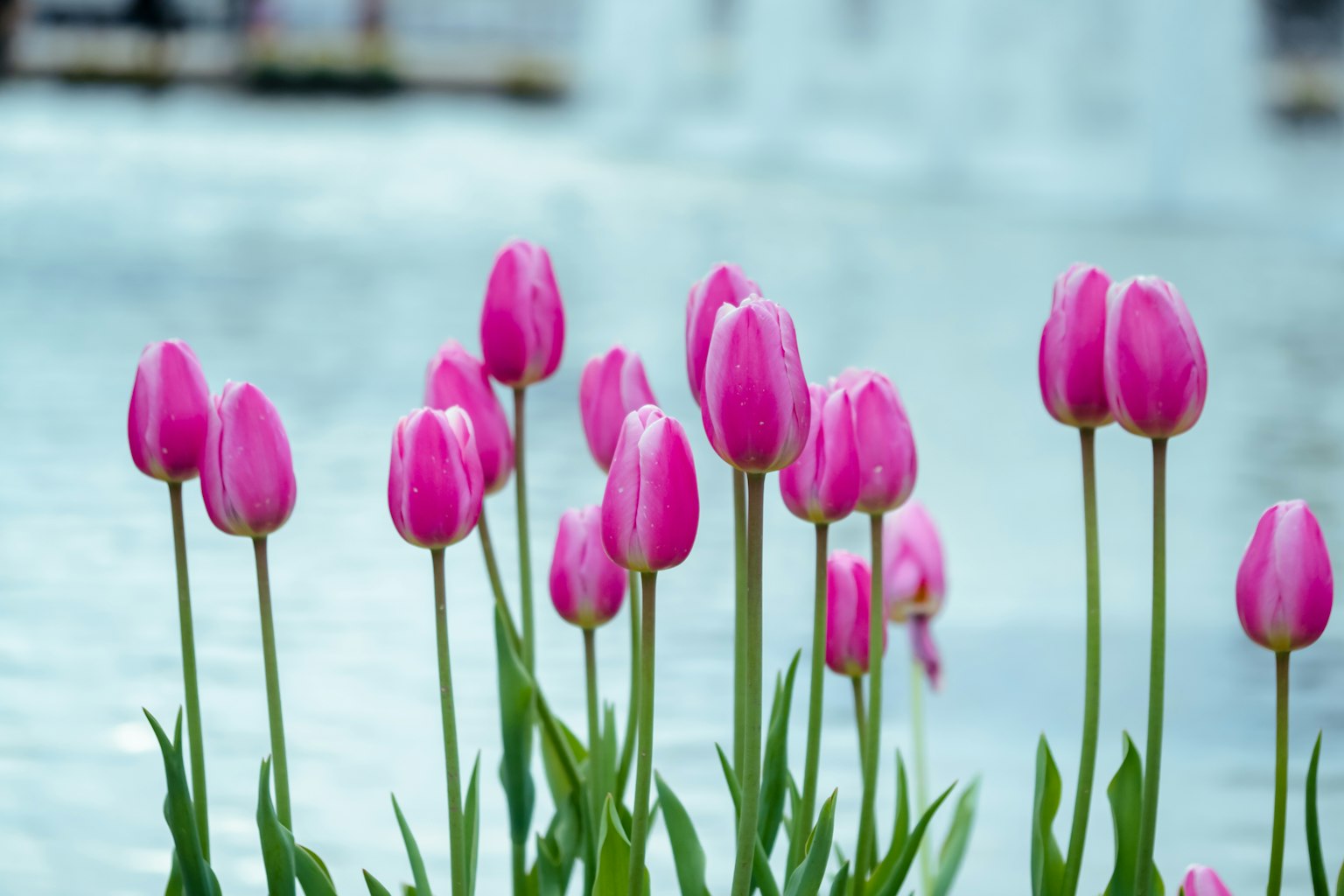 Rosa Tulpen blühen am Wasser
