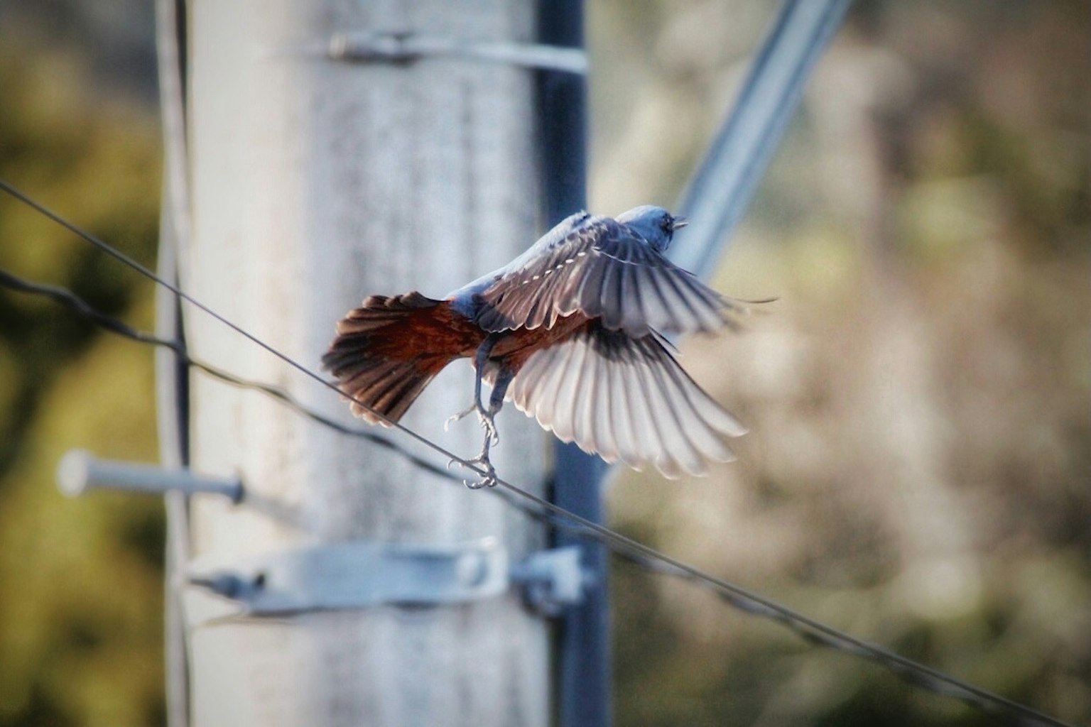 青空を背景に飛び立つ小鳥の姿，羽を広げた瞬間が捉えられた画像，電柱と電線が背景に見える