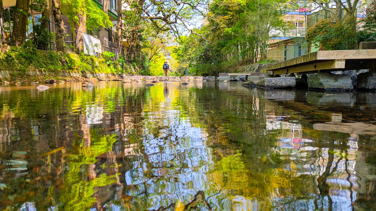 Escena de río serena con hermosos reflejos de árboles verdes