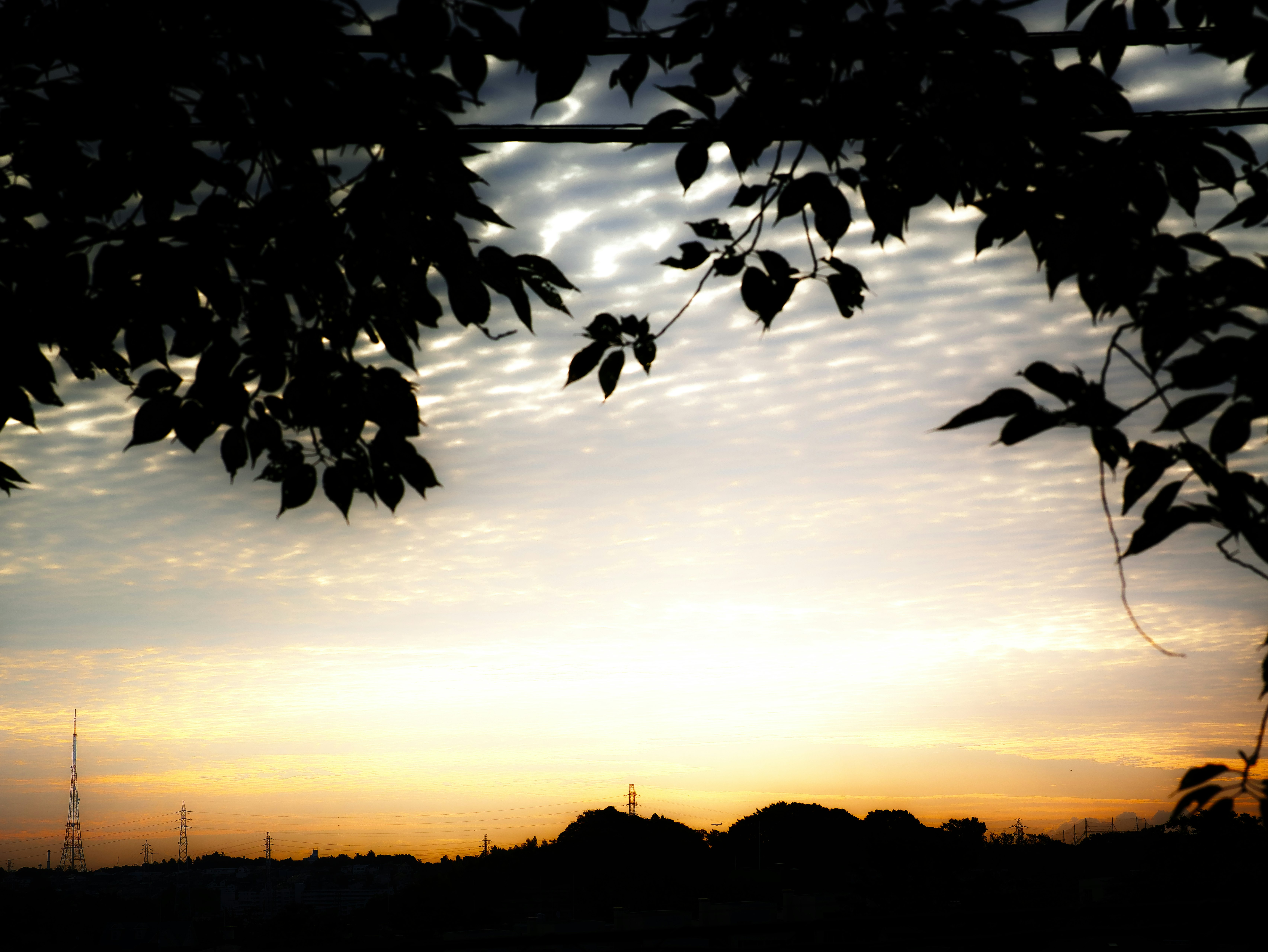 夕暮れの空と木の葉のシルエット