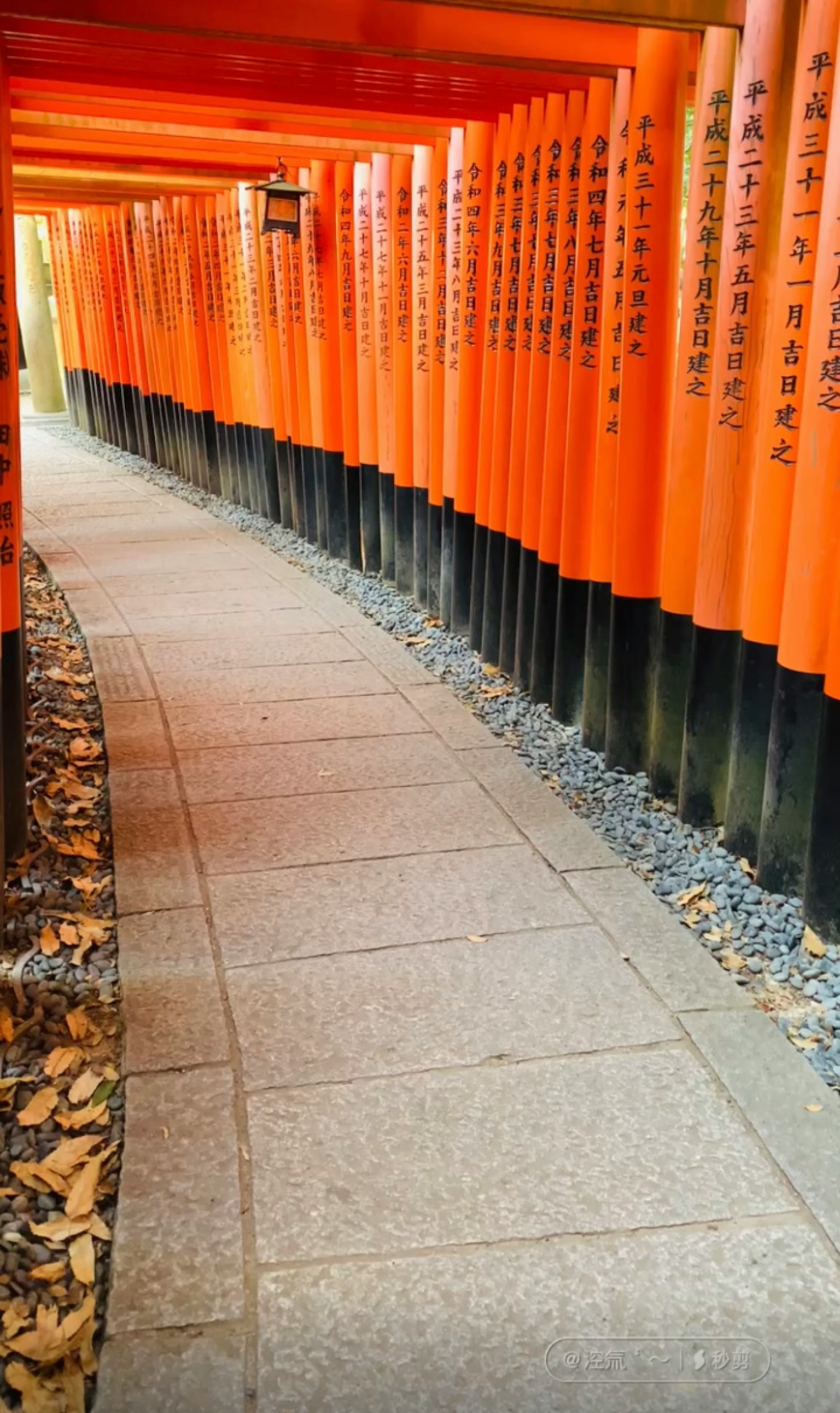 蜿蜒的小路兩旁是橙色的鳥居，環境寧靜