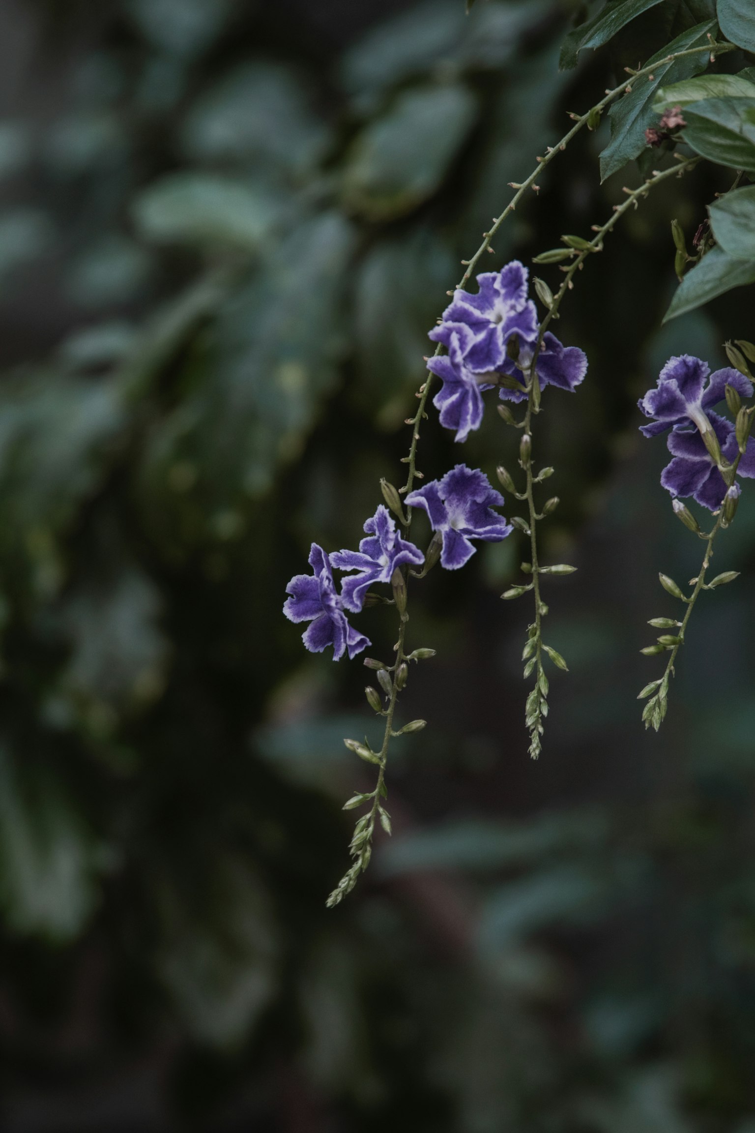 Lila Blumen hängen vor einem Hintergrund aus grünen Blättern