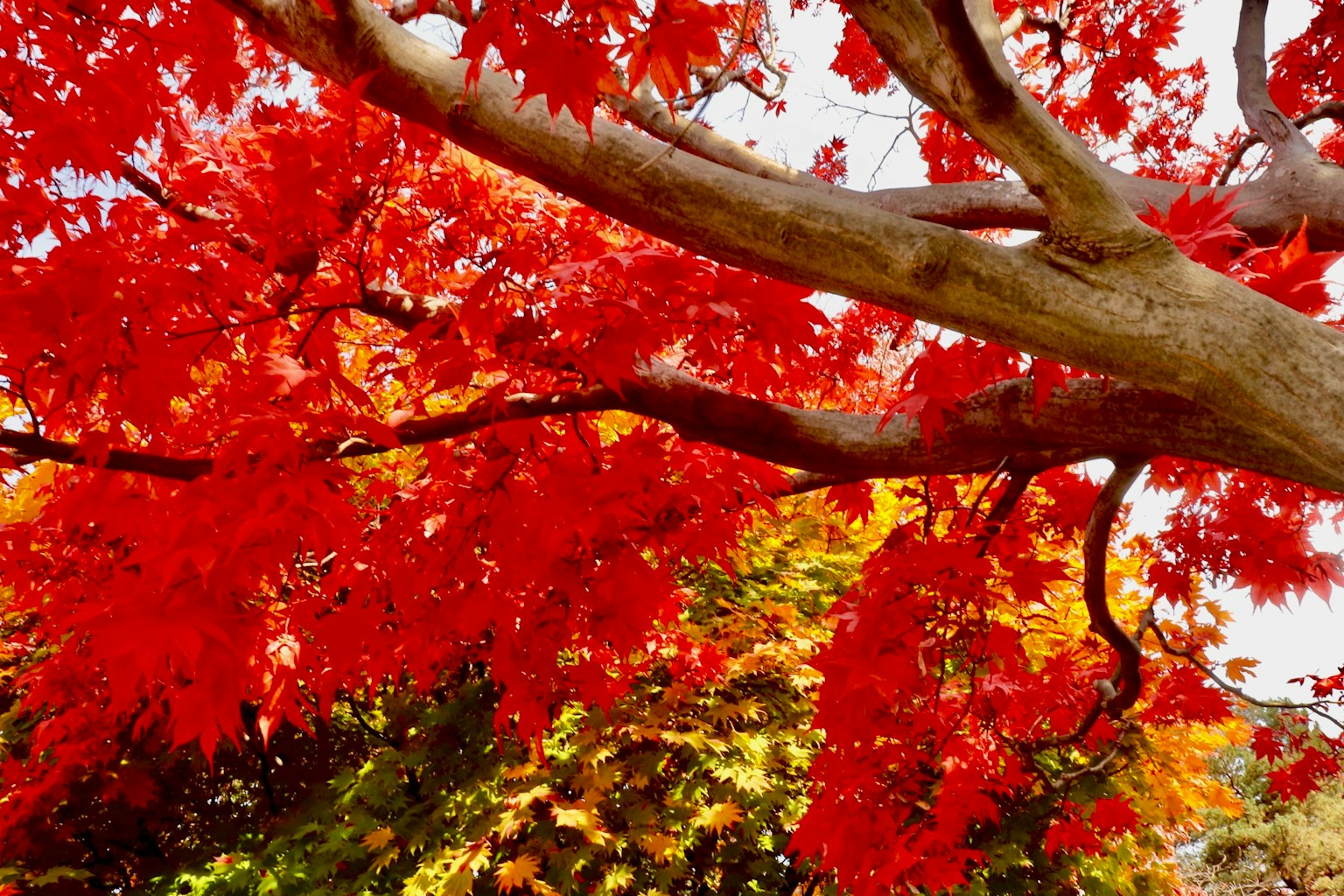 Feuilles de l'érable rouge vif avec des teintes d'automne